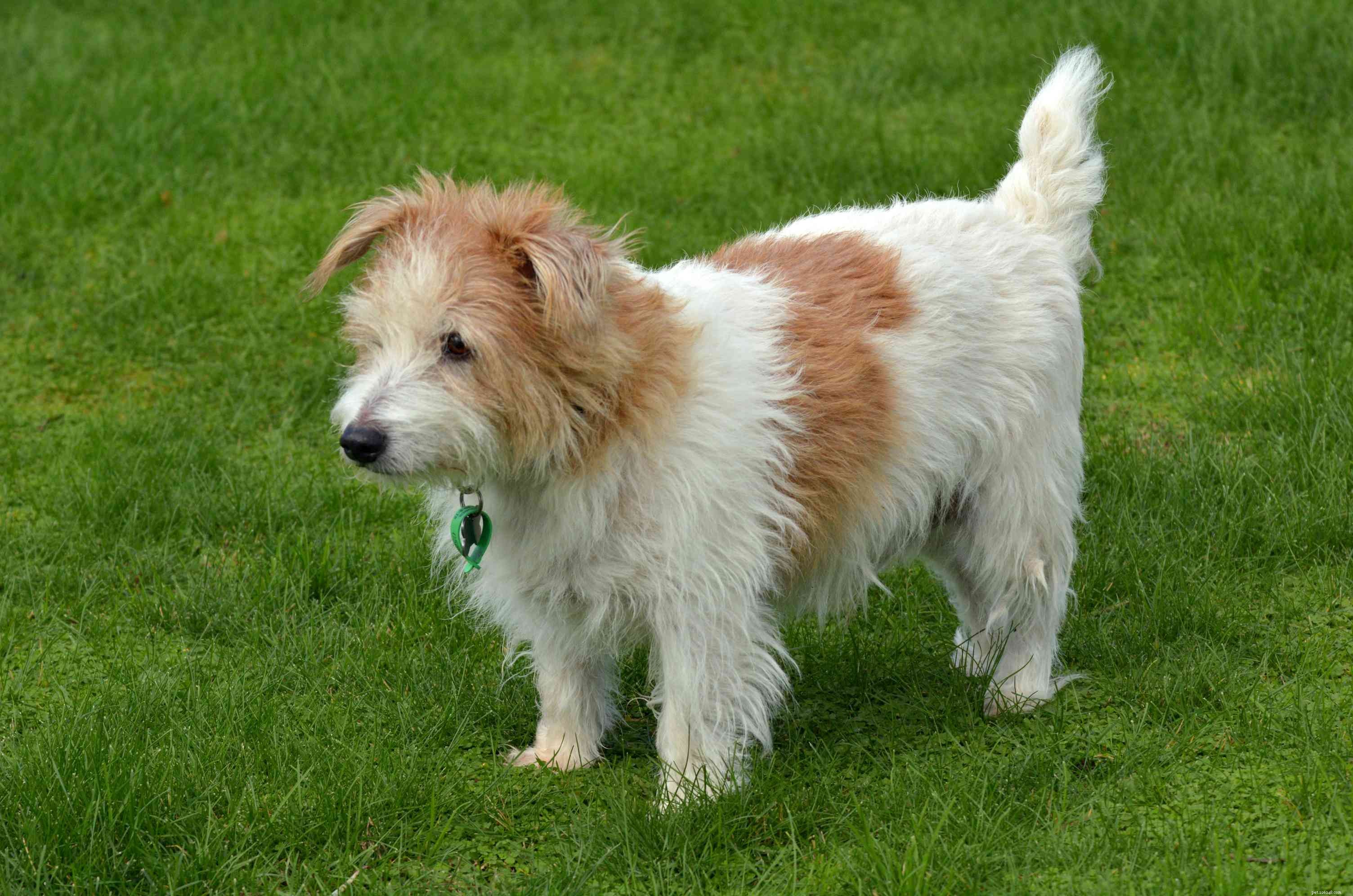 Norfolk Terrier Breed Profile: Size, Care, & Characteristics
