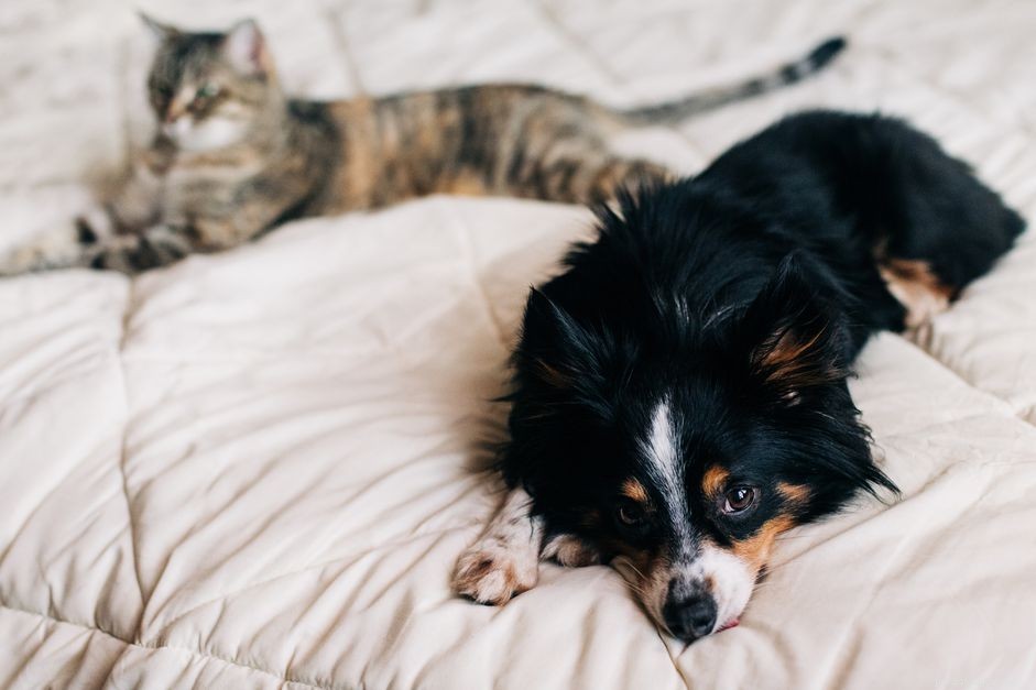 10 Compelling Reasons Dogs Outshine Cats as Pets