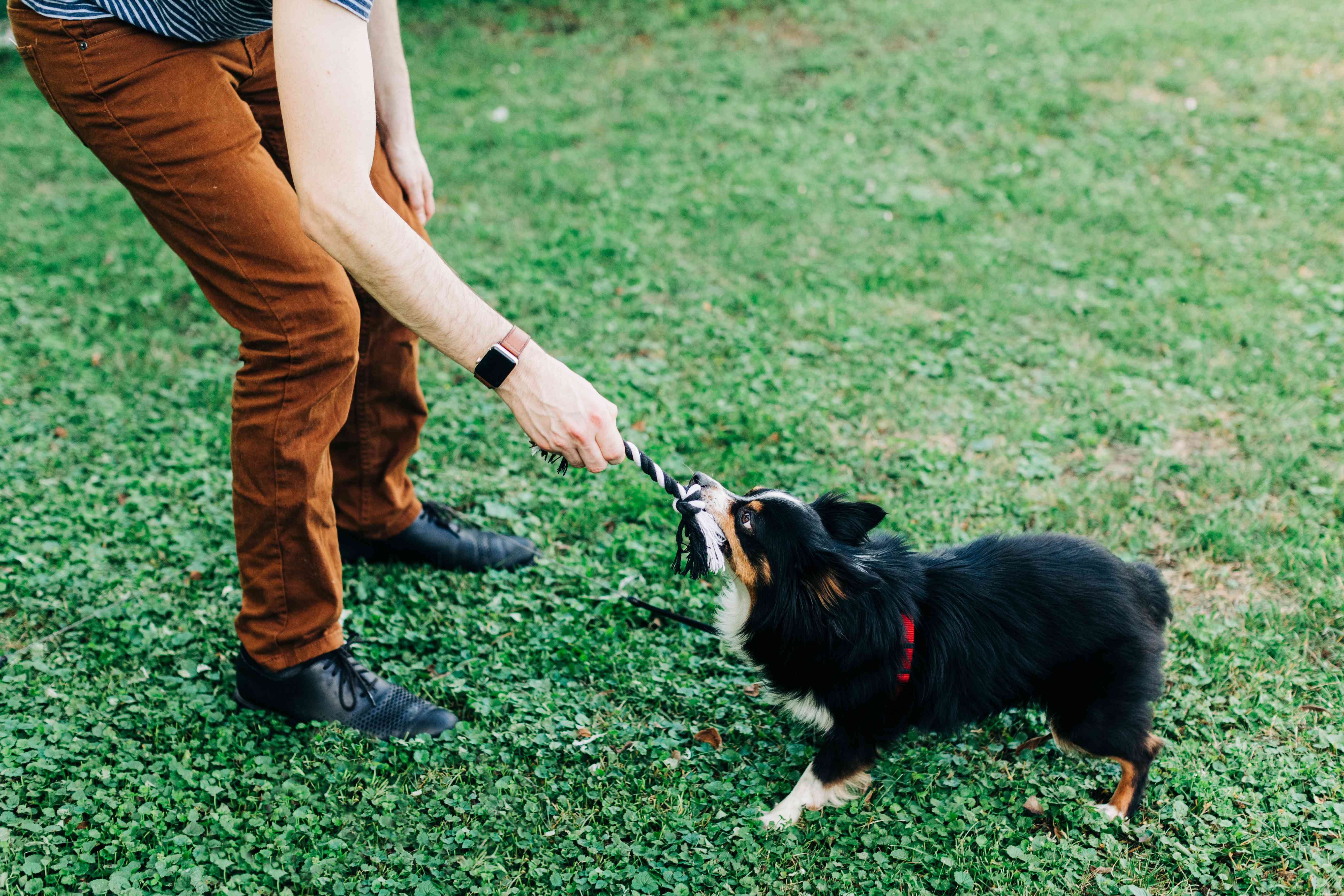 10 Compelling Reasons Dogs Outshine Cats as Pets