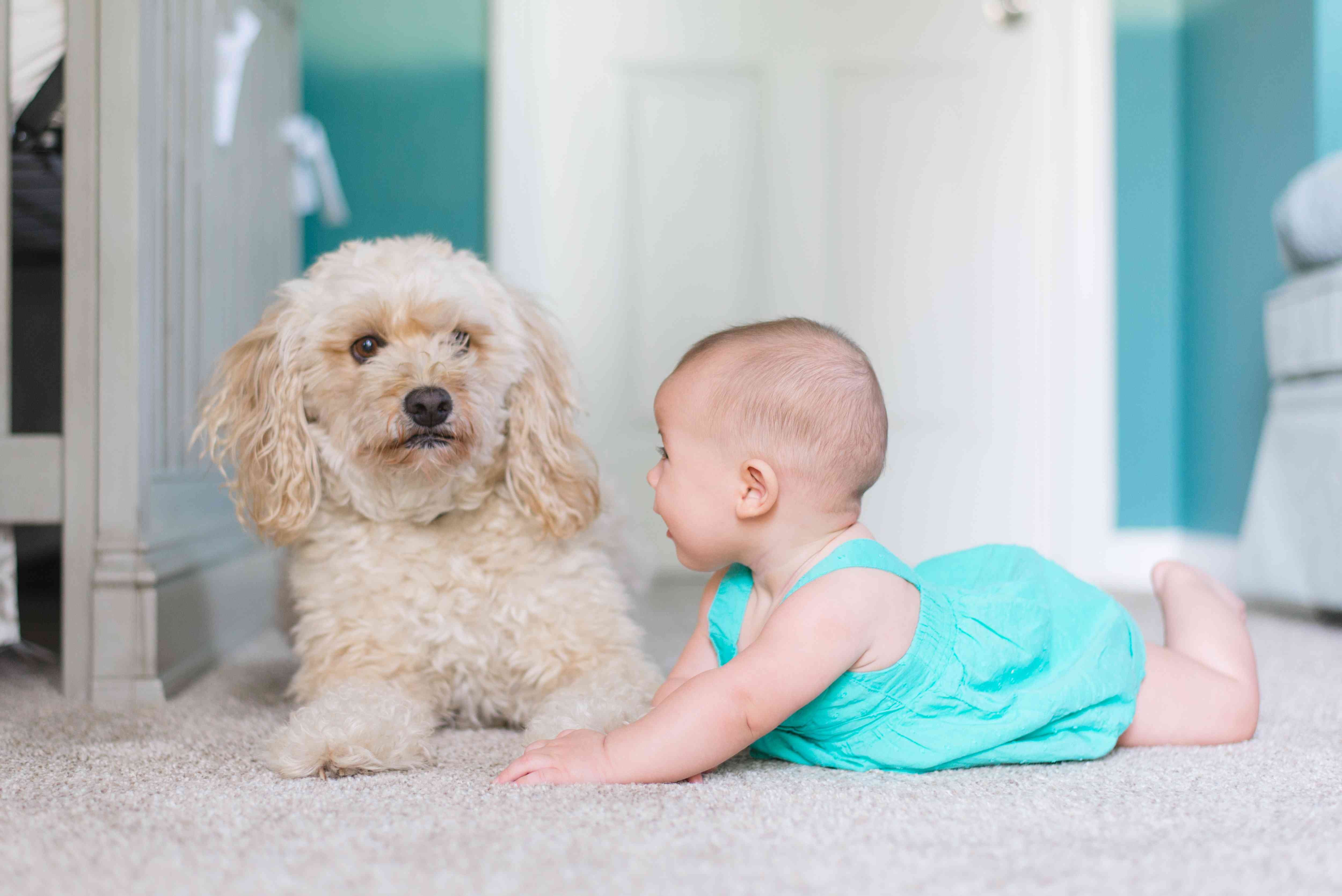10 Compelling Reasons Dogs Outshine Cats as Pets