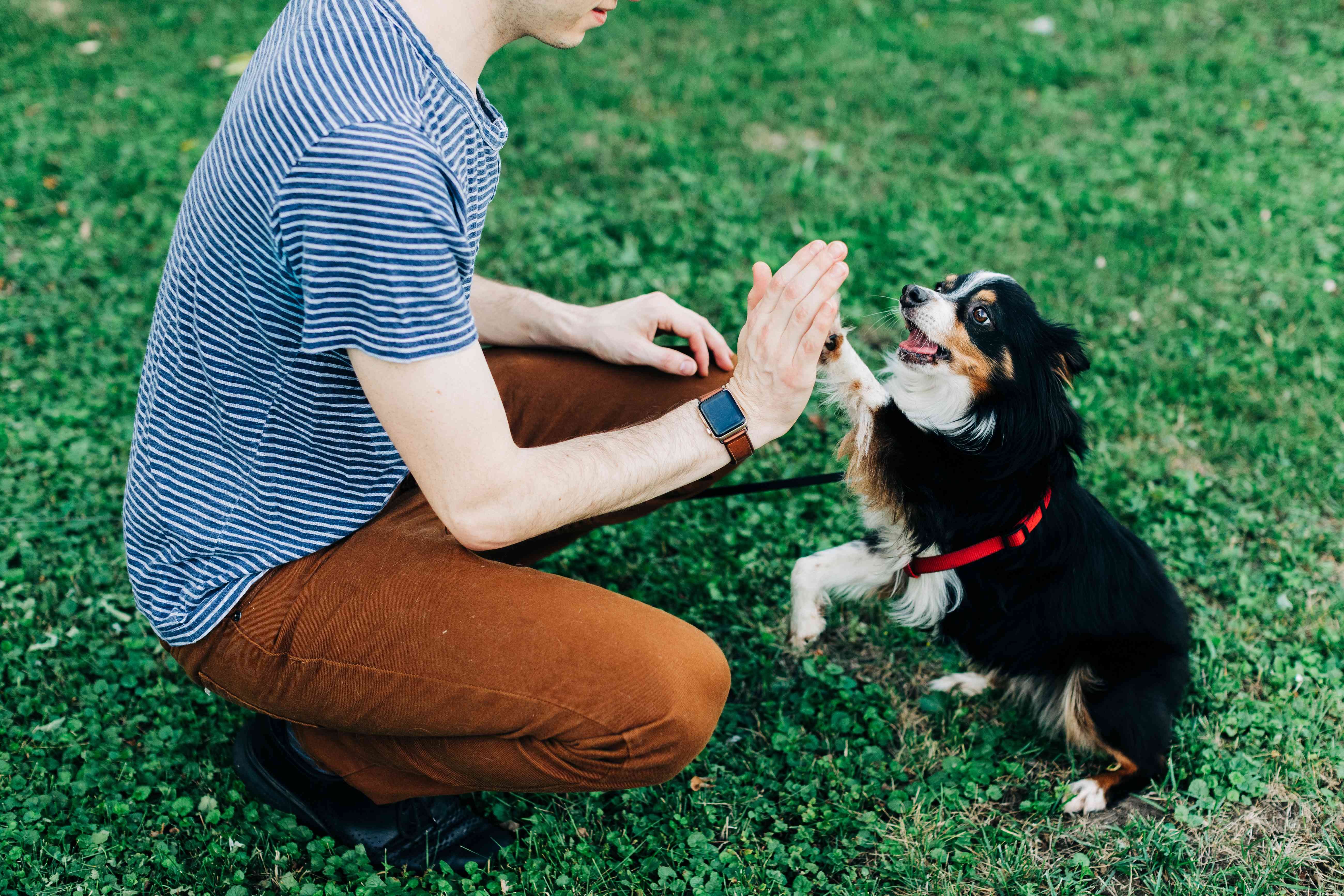 10 Compelling Reasons Dogs Outshine Cats as Pets