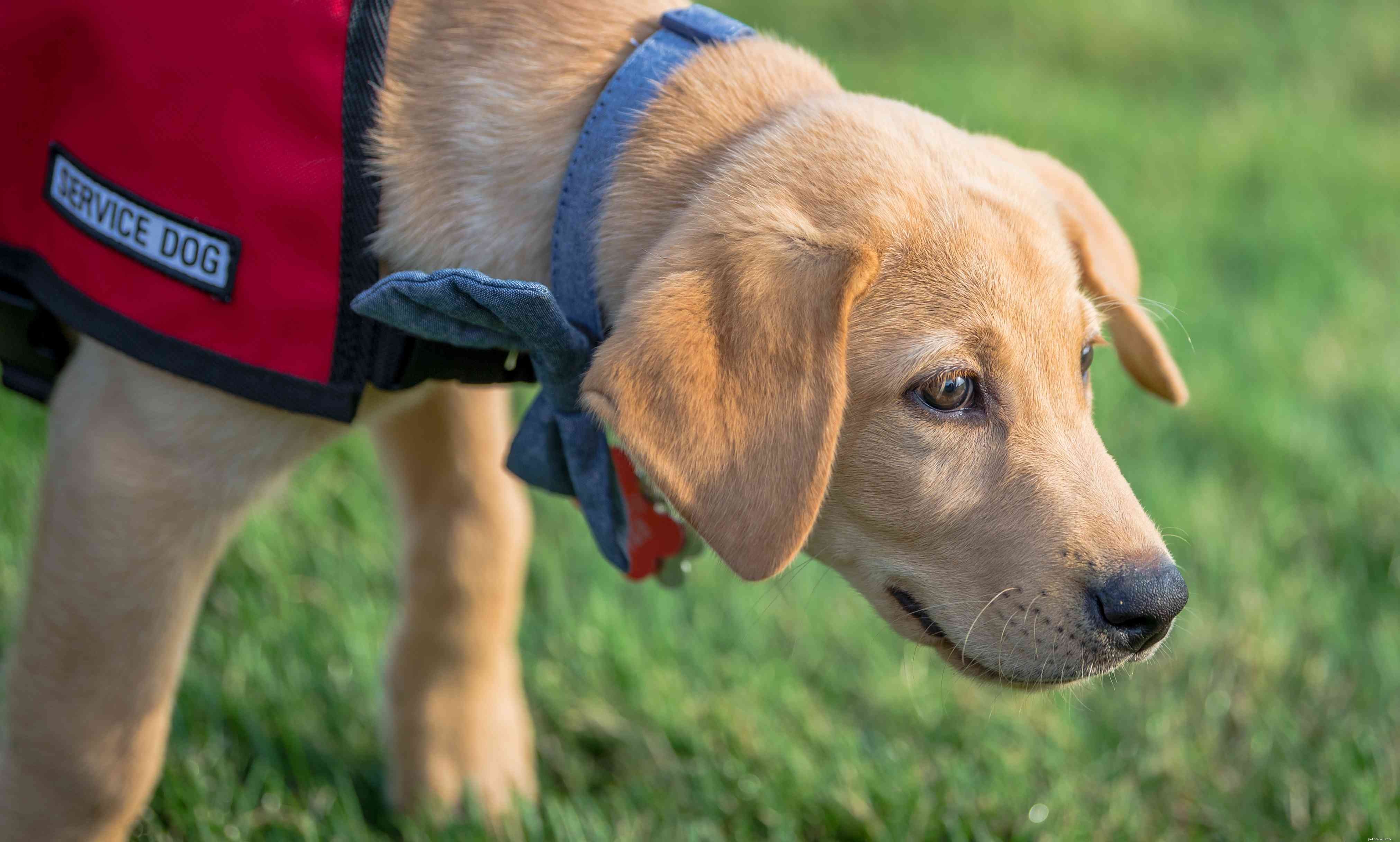 10 Compelling Reasons Dogs Outshine Cats as Pets