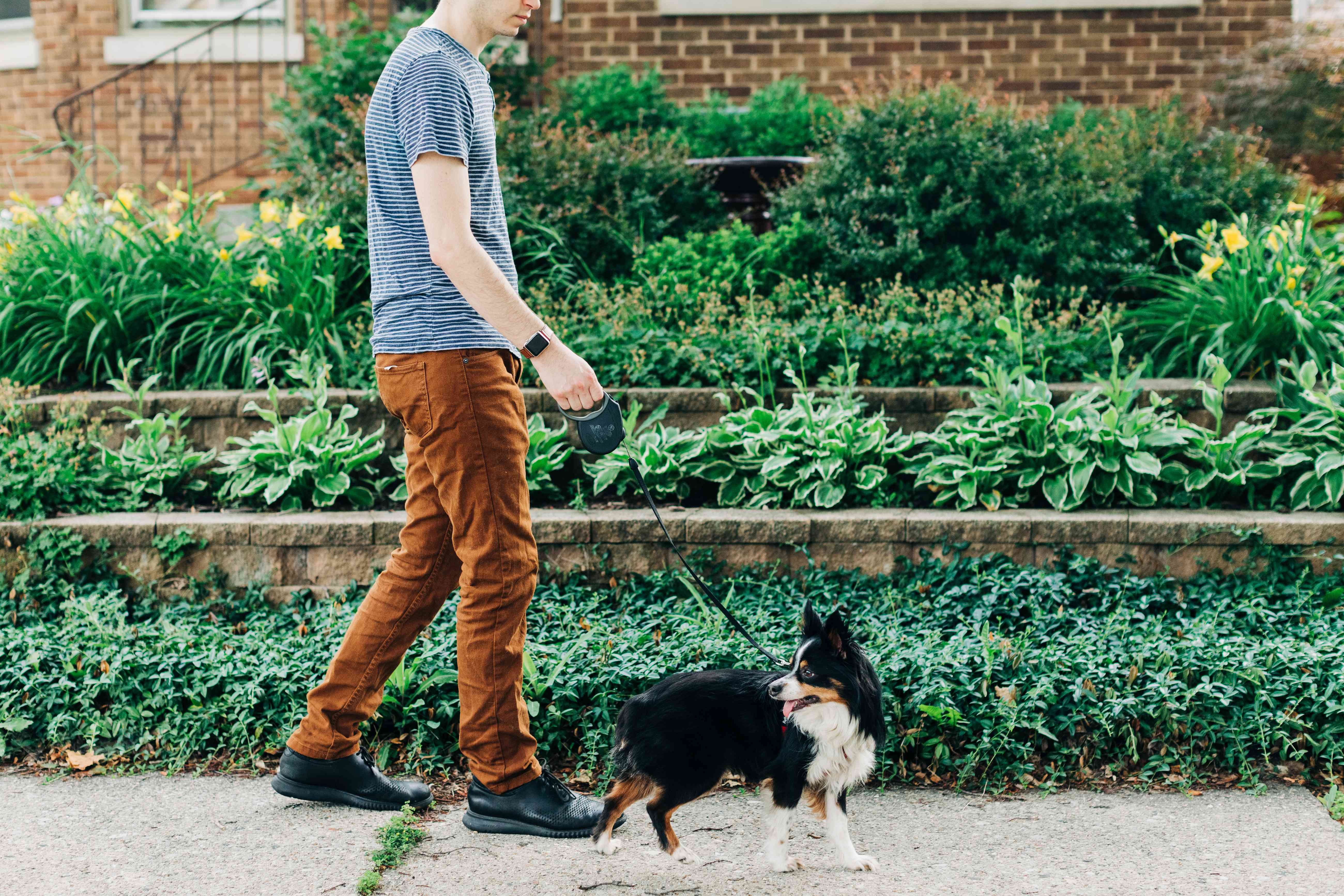 10 Compelling Reasons Dogs Outshine Cats as Pets