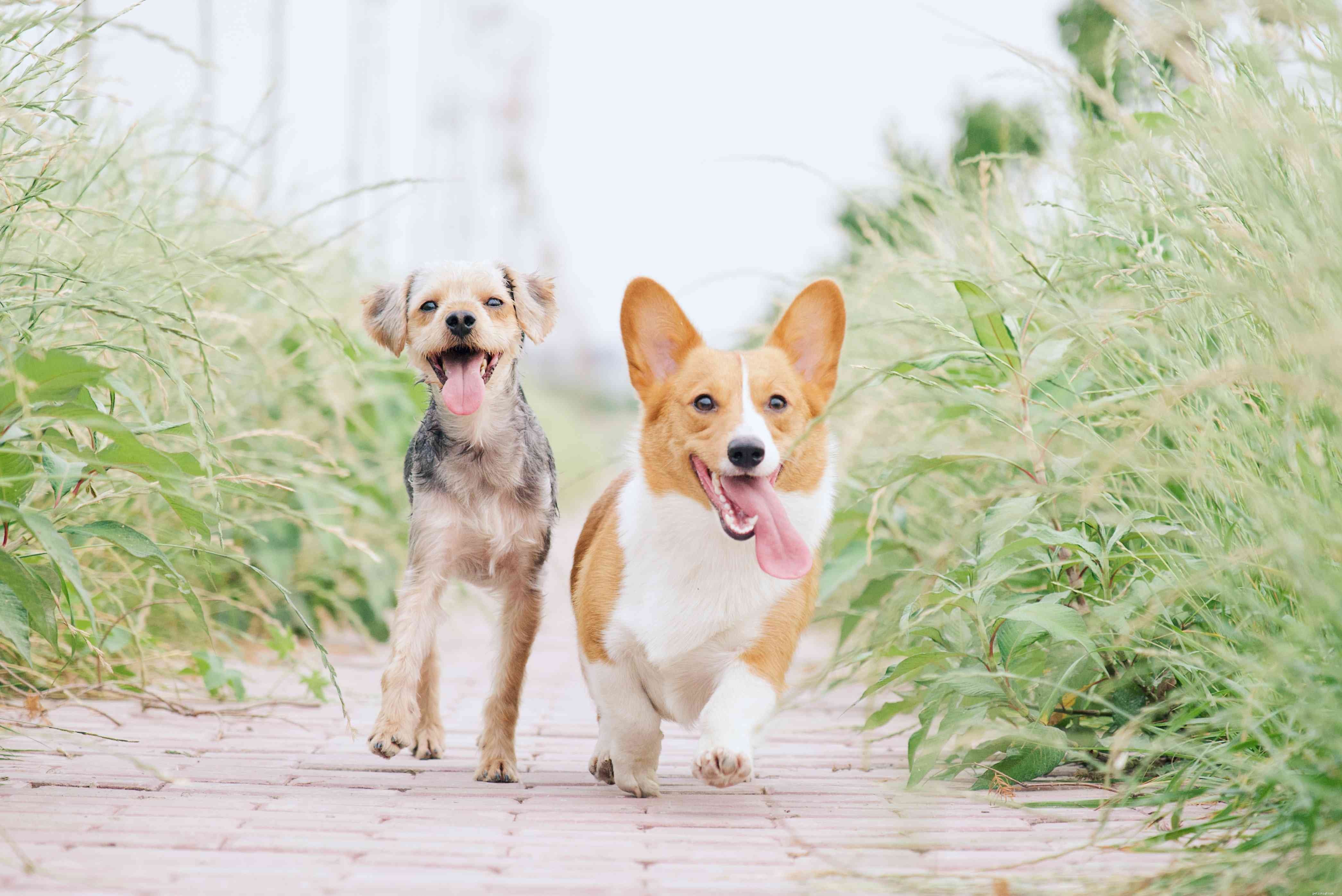 10 Compelling Reasons Dogs Outshine Cats as Pets