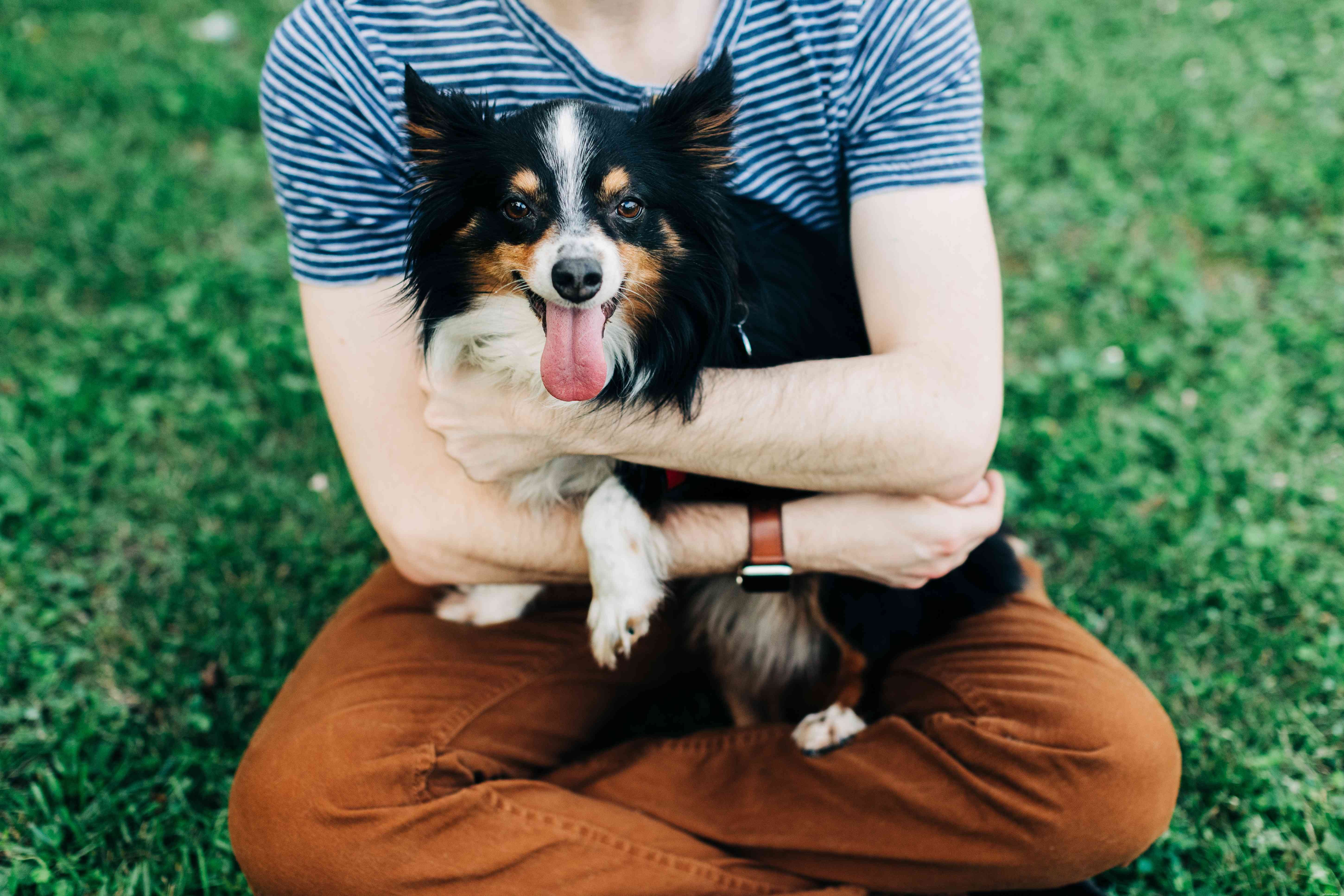 10 Compelling Reasons Dogs Outshine Cats as Pets