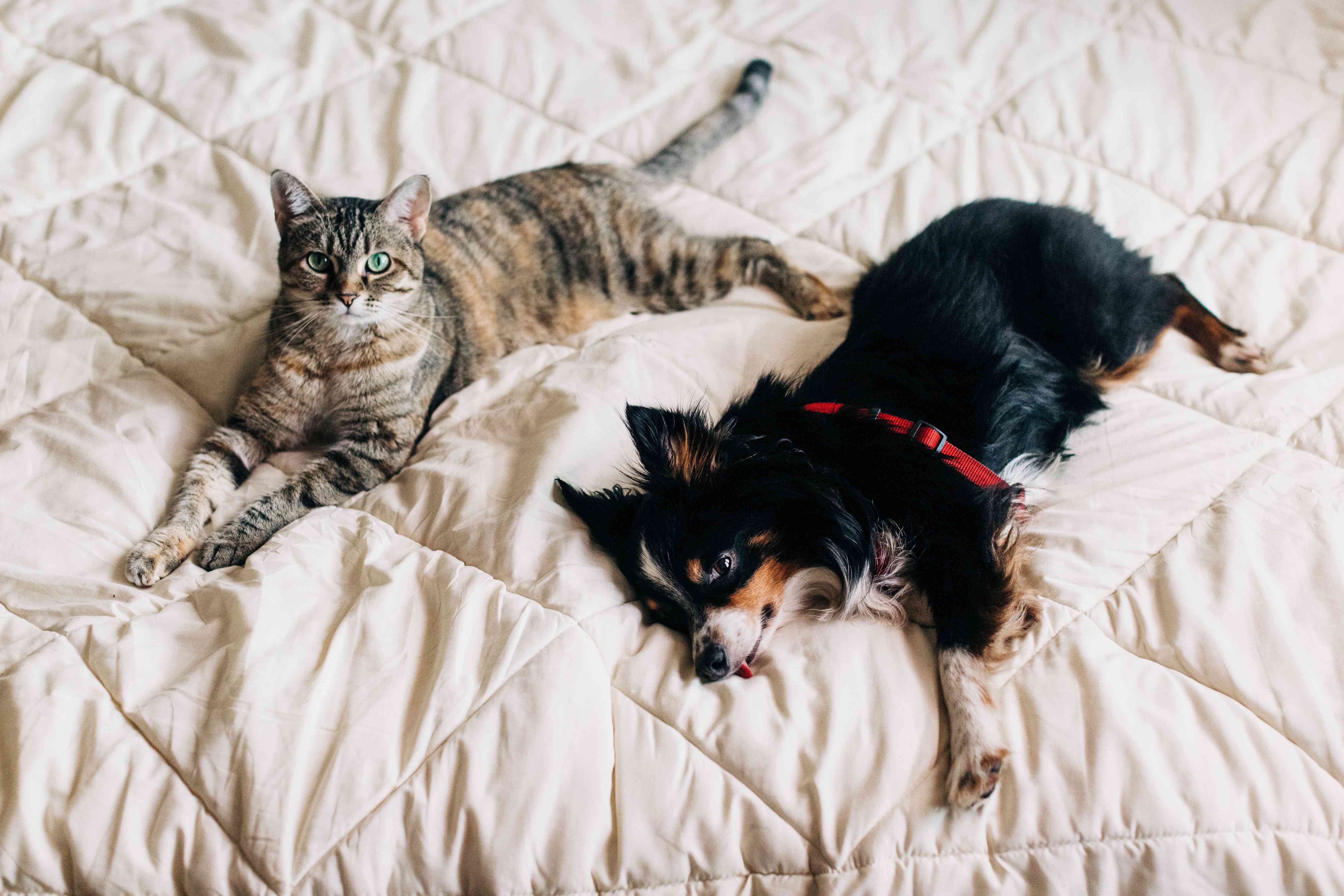 10 Compelling Reasons Dogs Outshine Cats as Pets