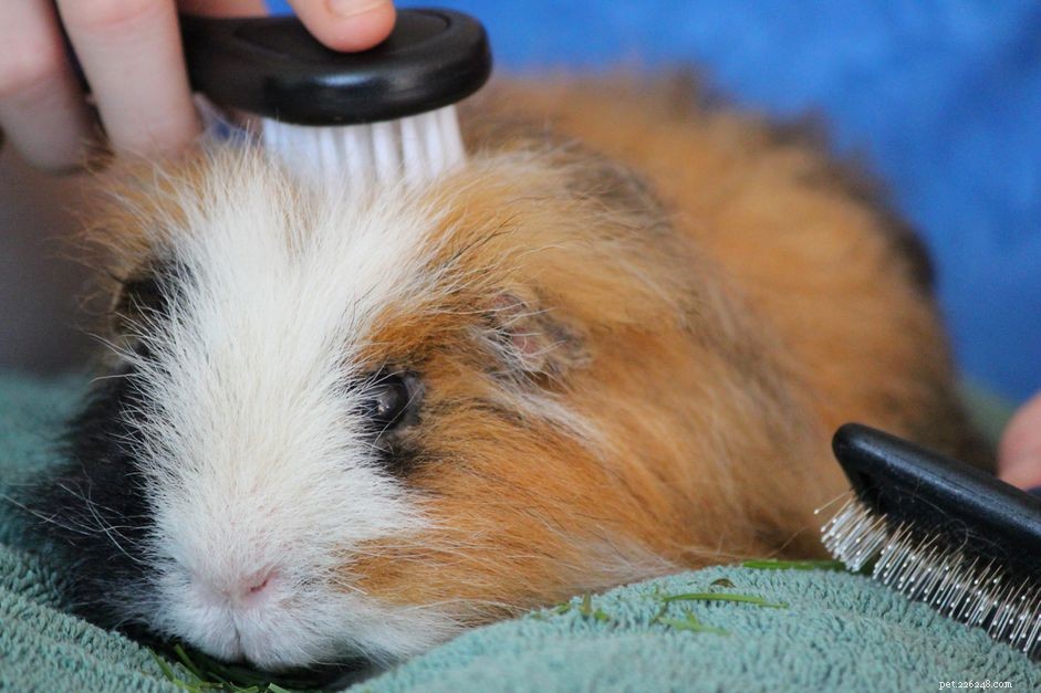 Professional Guide to Guinea Pig Grooming: Nail Trimming, Brushing & Bathing