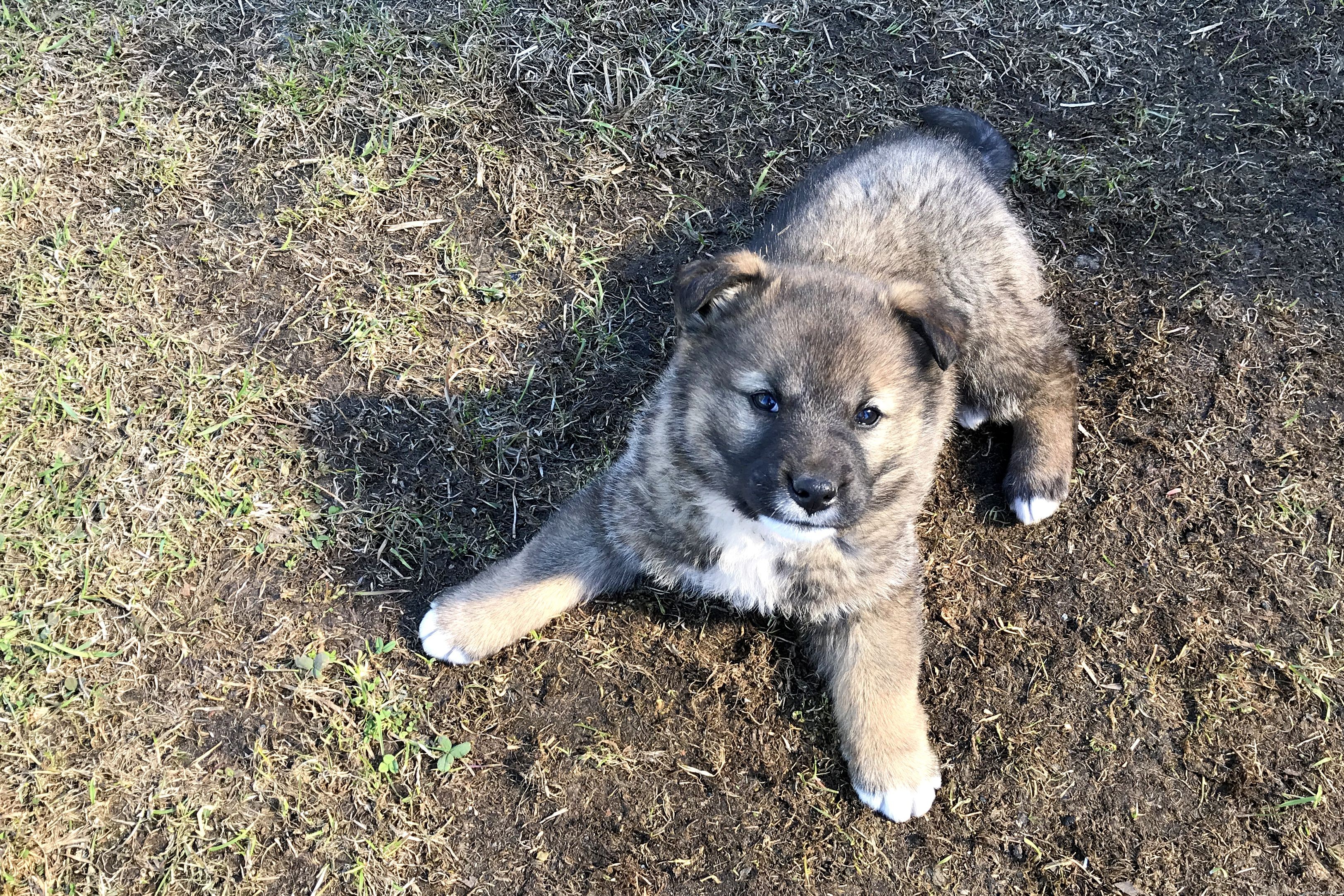 Caucasian Shepherd Dog: Key Traits, Care, and Training Guide