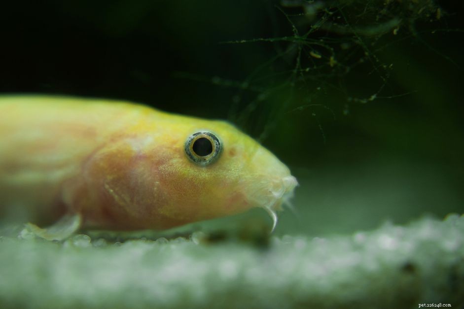 Weather Loach: A Natural Storm Predictor for Your Aquarium