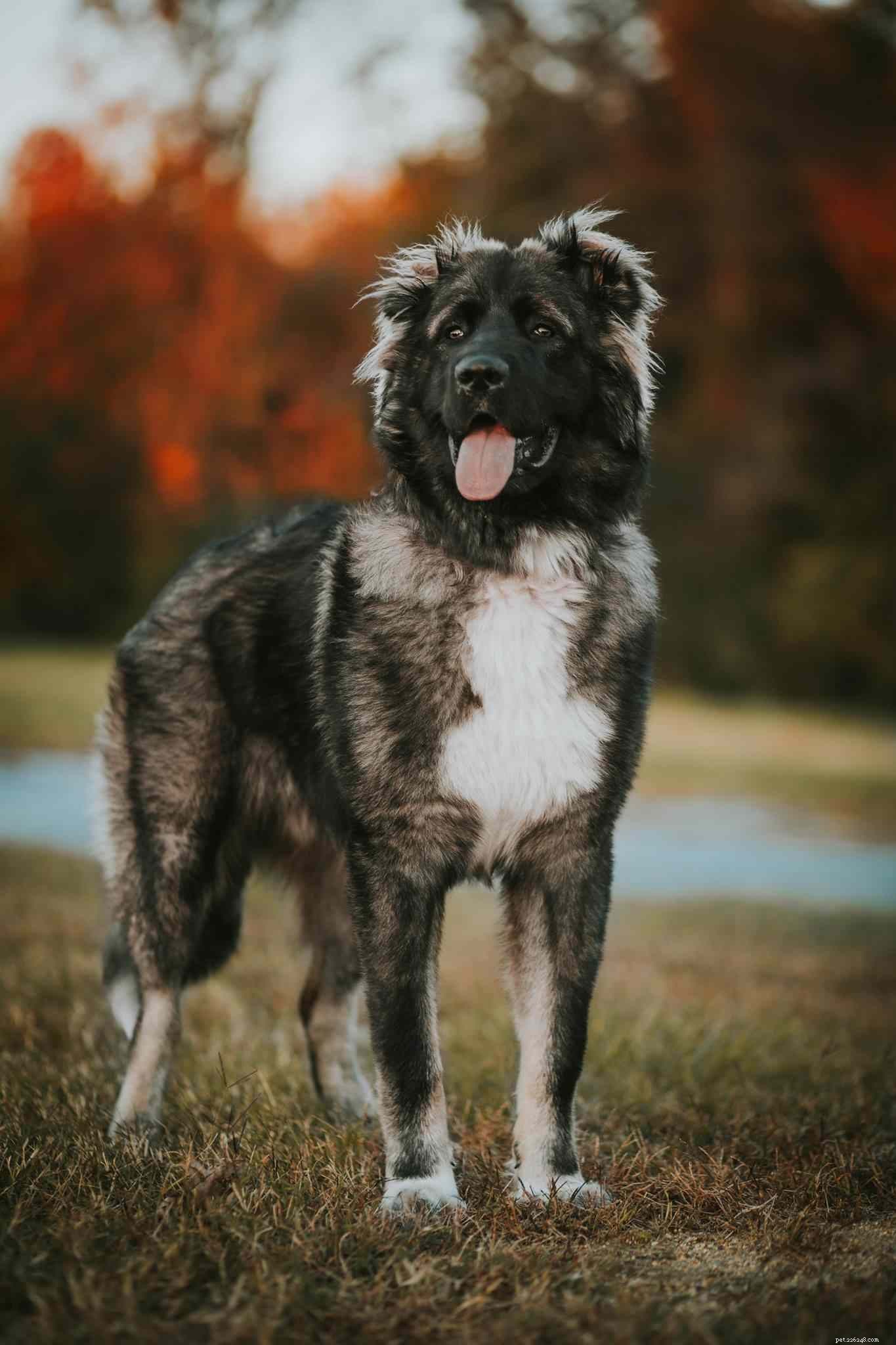 Caucasian Shepherd Dog: Key Traits, Care, and Training Guide