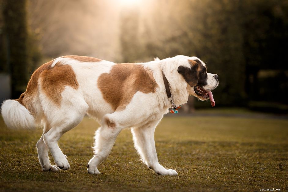 Saint Bernard Dogs: Comprehensive Guide to Traits, Training, and Care