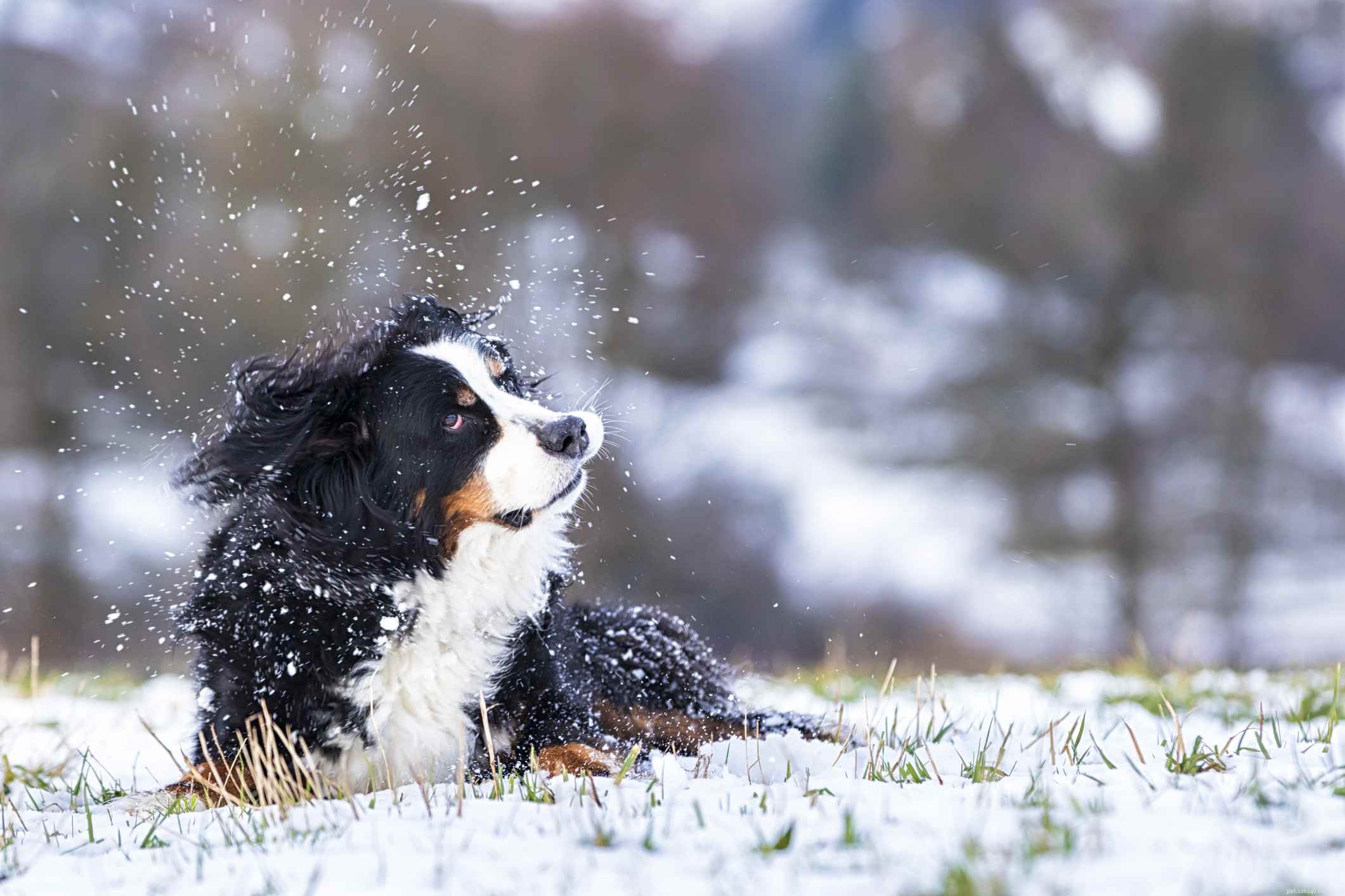 Saint Bernard Dogs: Comprehensive Guide to Traits, Training, and Care
