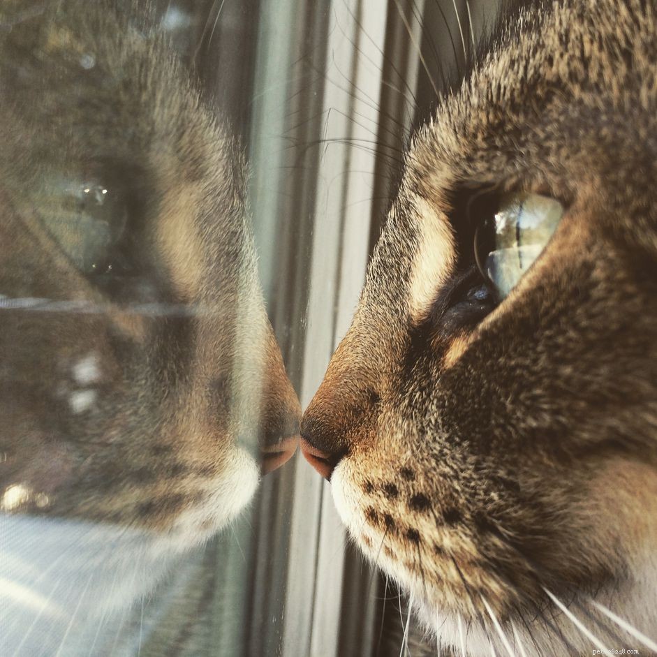 Recognizing Cat Confusion: Symptoms, Causes, and When to Seek Veterinary Care