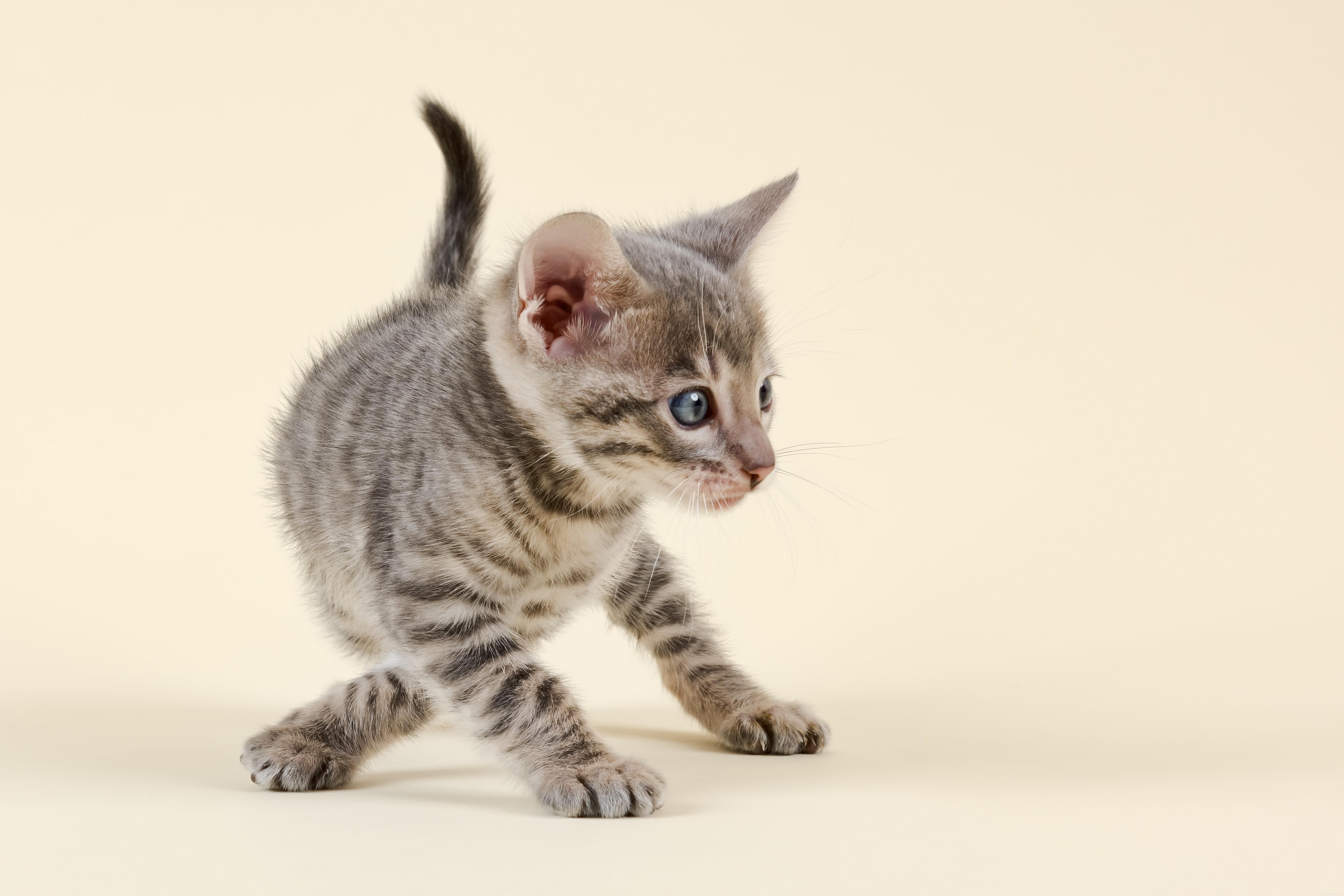 Recognizing Cat Confusion: Symptoms, Causes, and When to Seek Veterinary Care