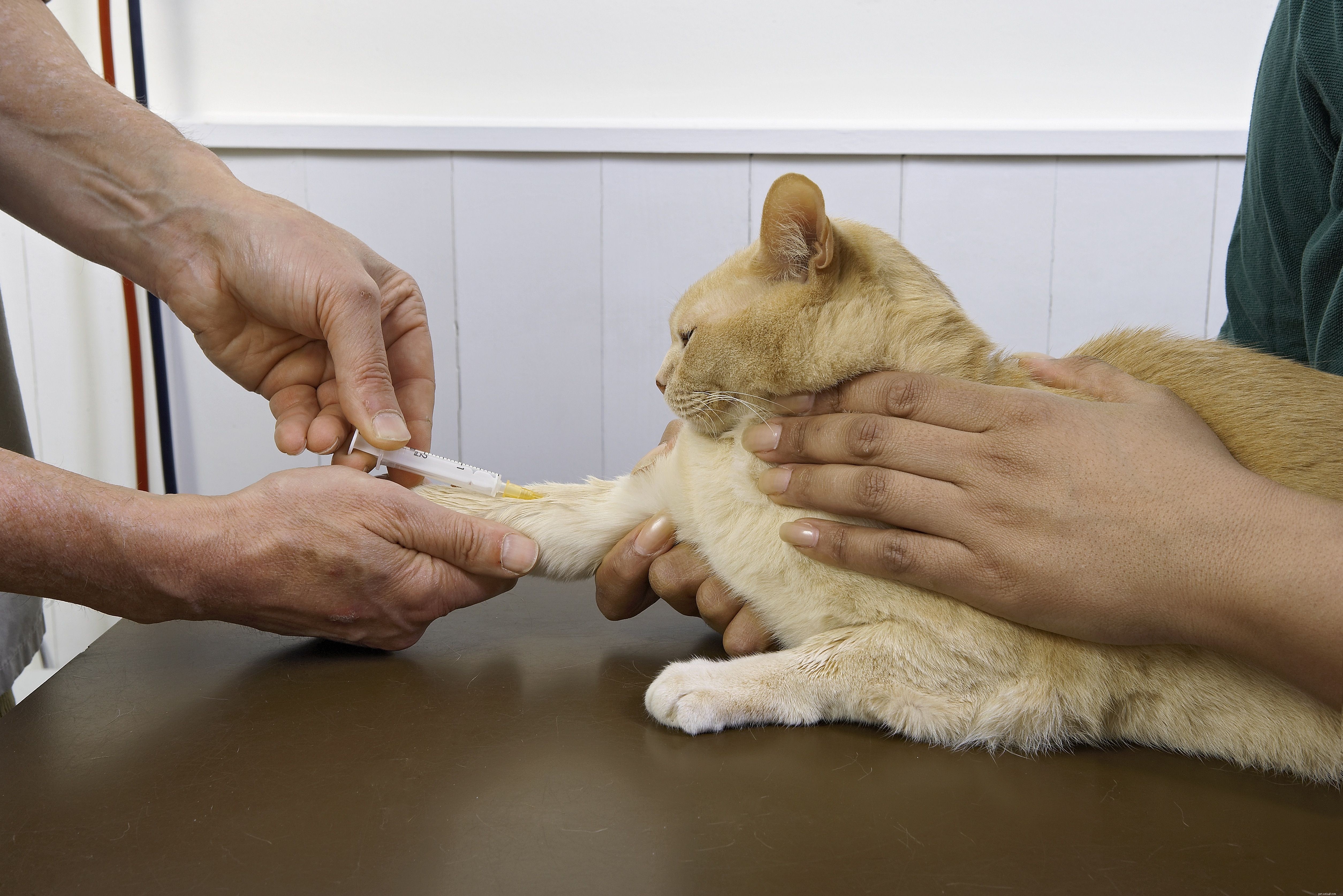Recognizing Cat Confusion: Symptoms, Causes, and When to Seek Veterinary Care