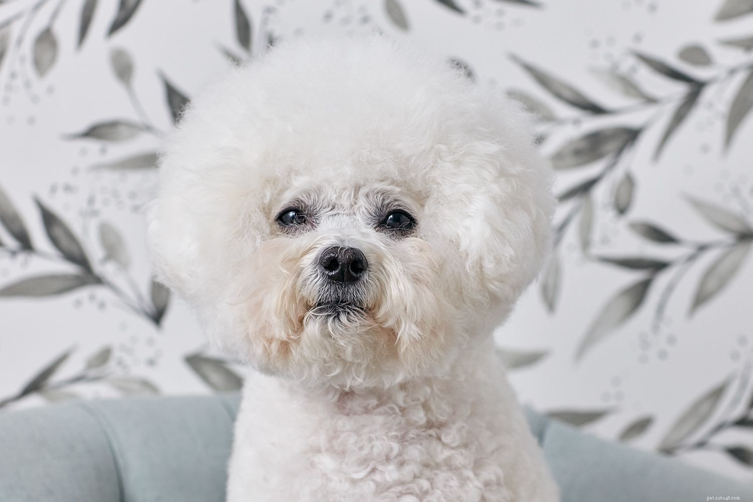 Bichon Frise: Comprehensive Guide to Traits, Care, and Training