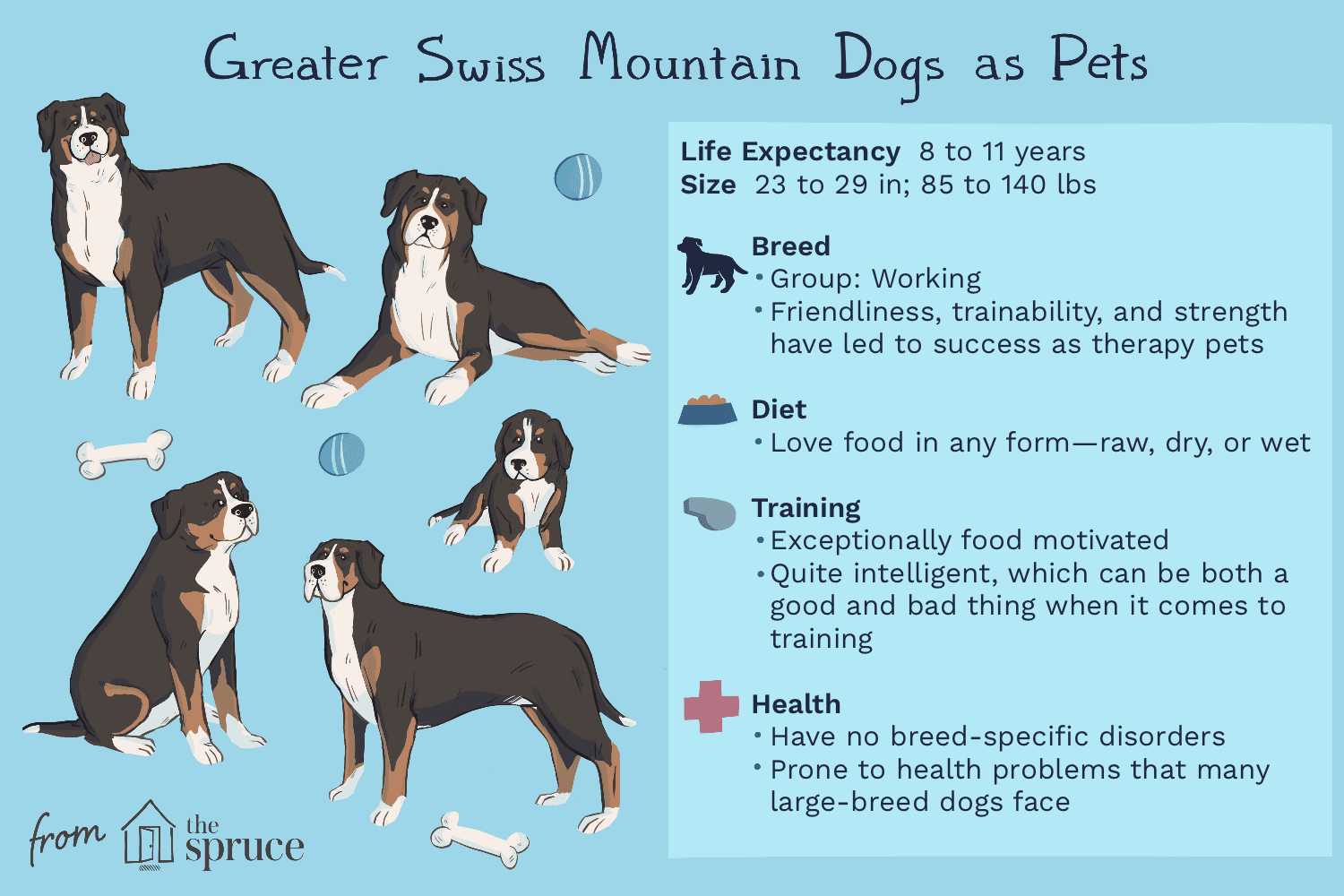 Greater Swiss Mountain Dog: Characteristics, Care, and Training Guide