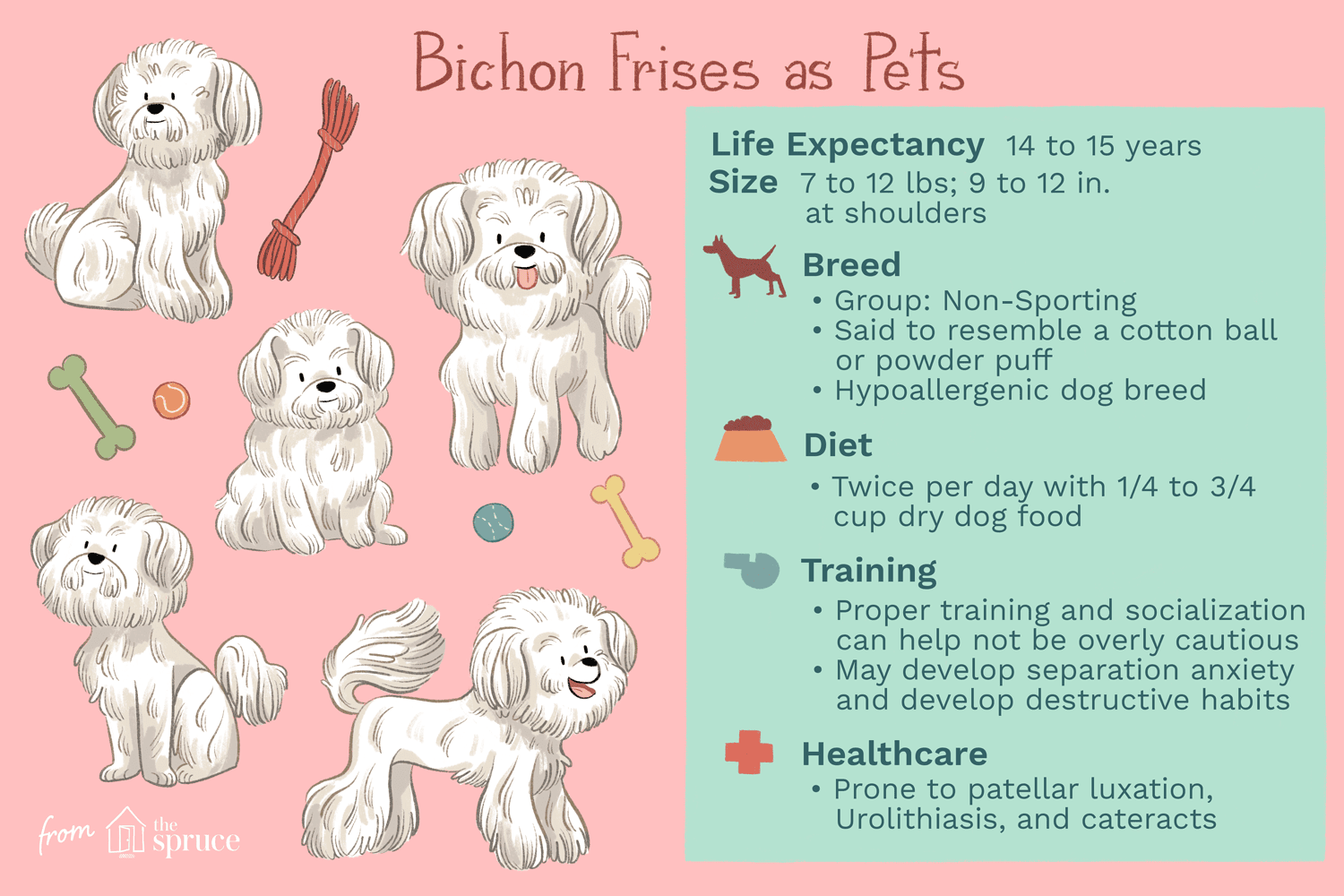 Bichon Frise: Comprehensive Guide to Traits, Care, and Training