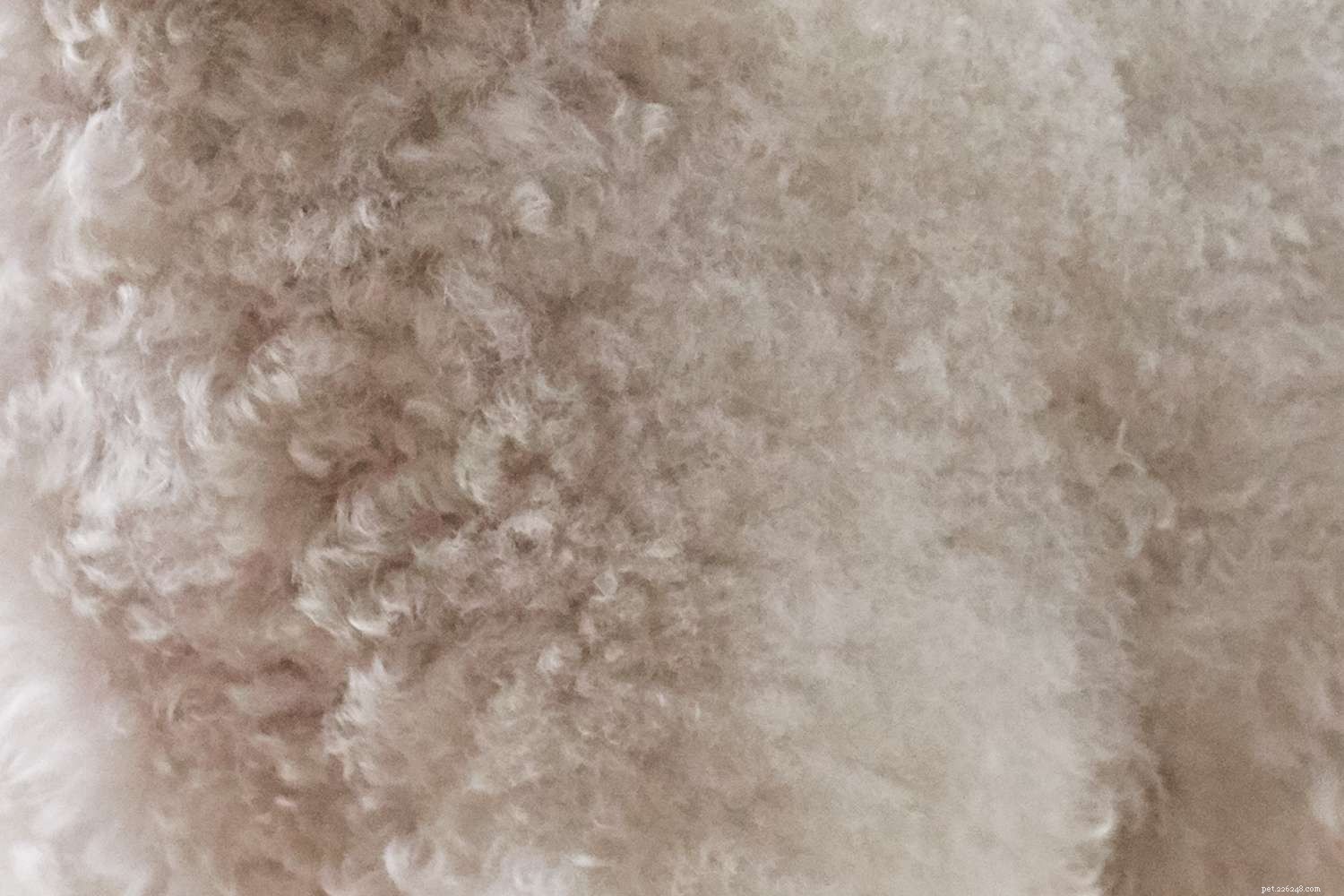 Bichon Frise: Comprehensive Guide to Traits, Care, and Training