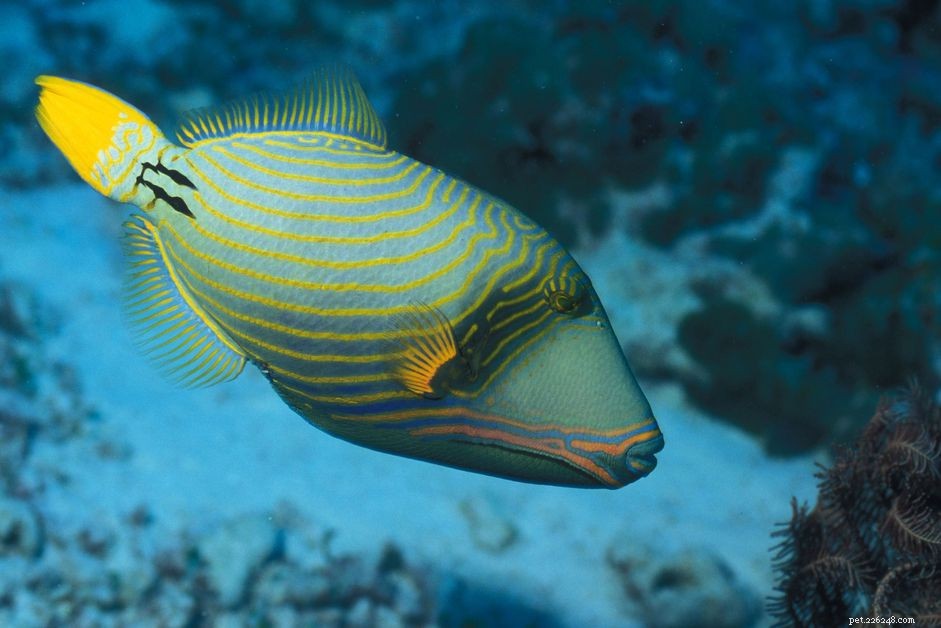 Comprehensive Guide to Triggerfishes (Balistidae Family)