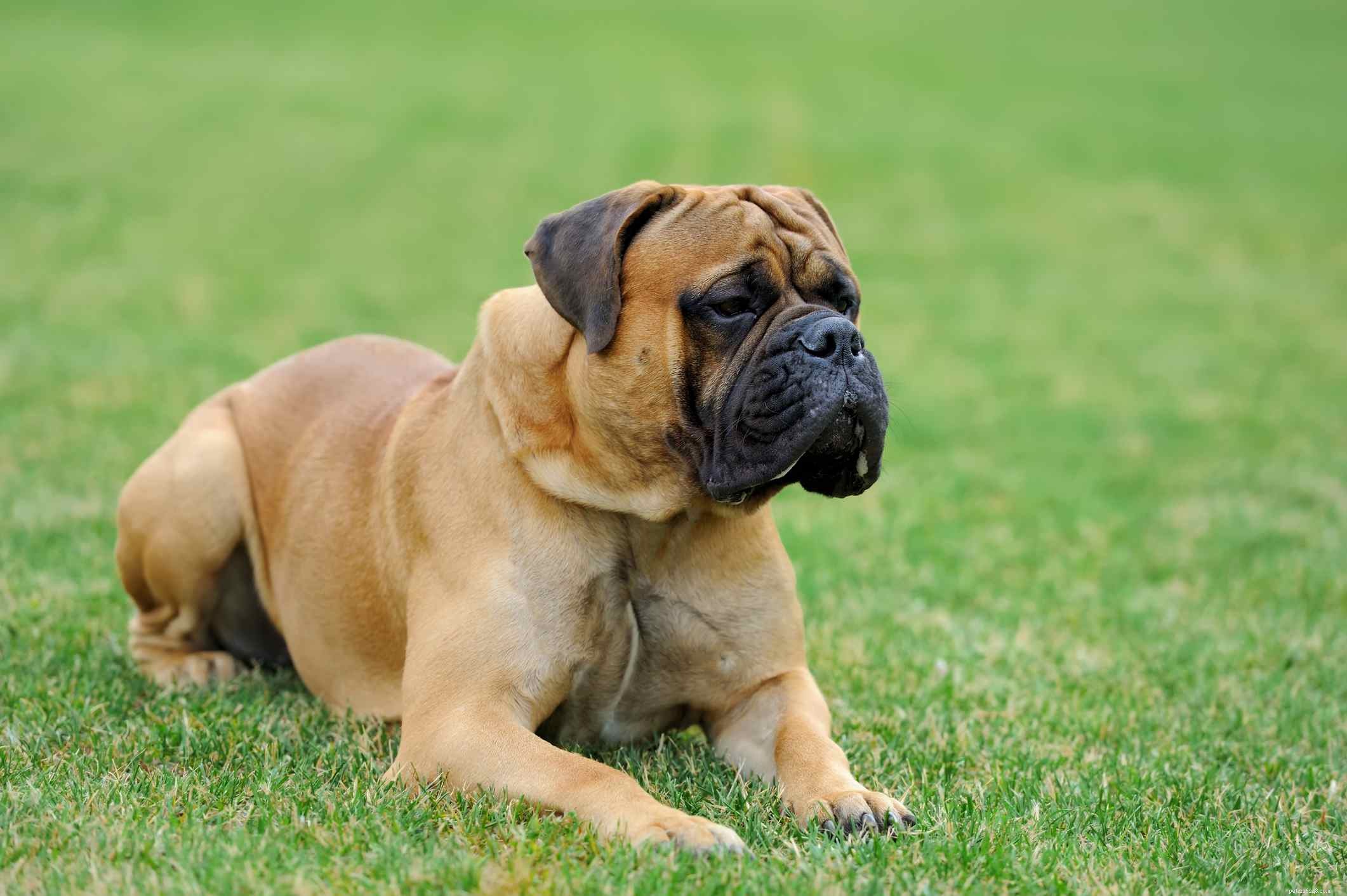 Mastiff Dog Breed: Traits, Care, and Family Companion Guide