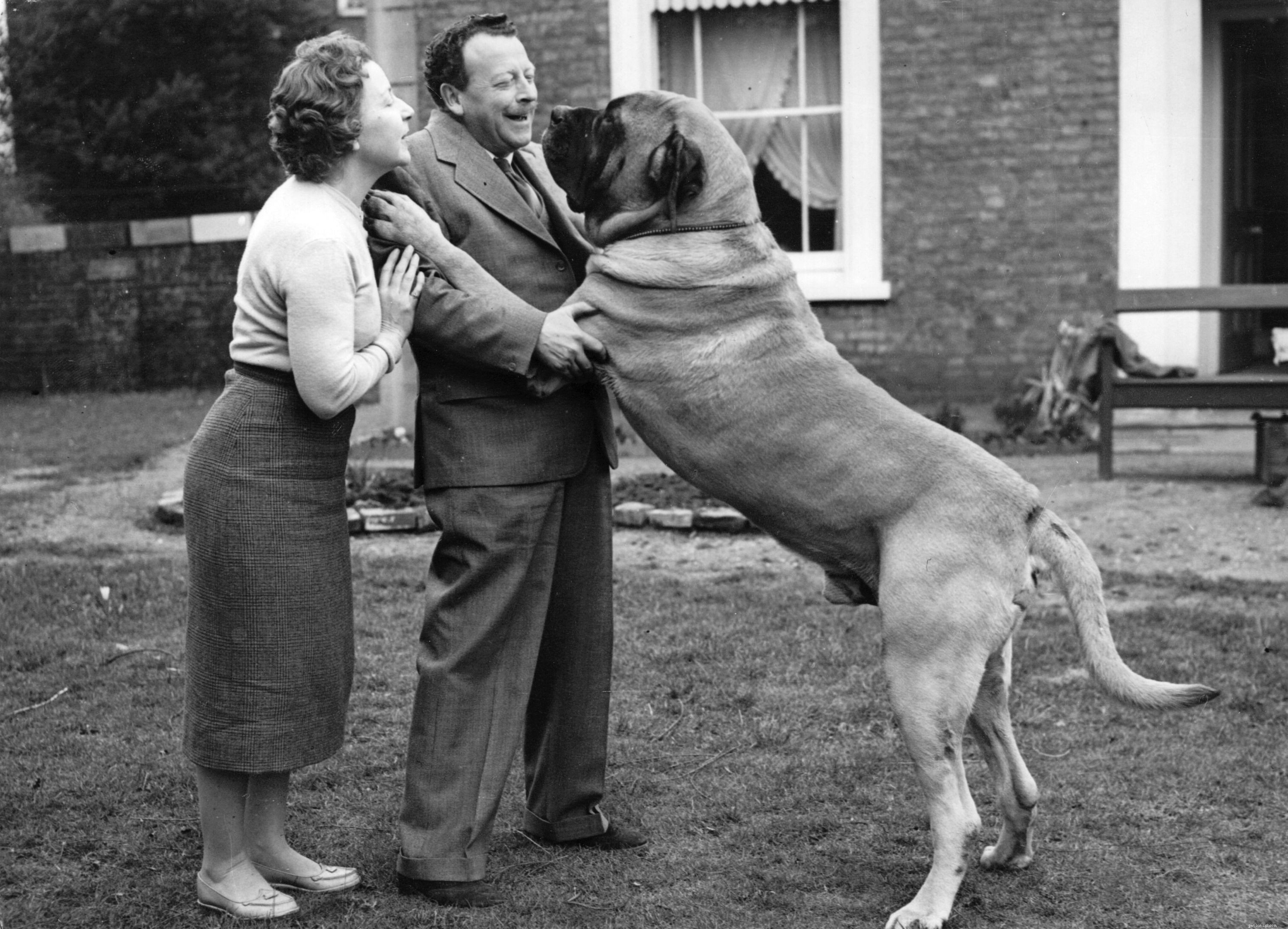 Mastiff Dog Breed: Traits, Care, and Family Companion Guide