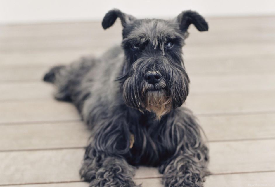 Miniature Schnauzer Guide: Traits, Care, and Training