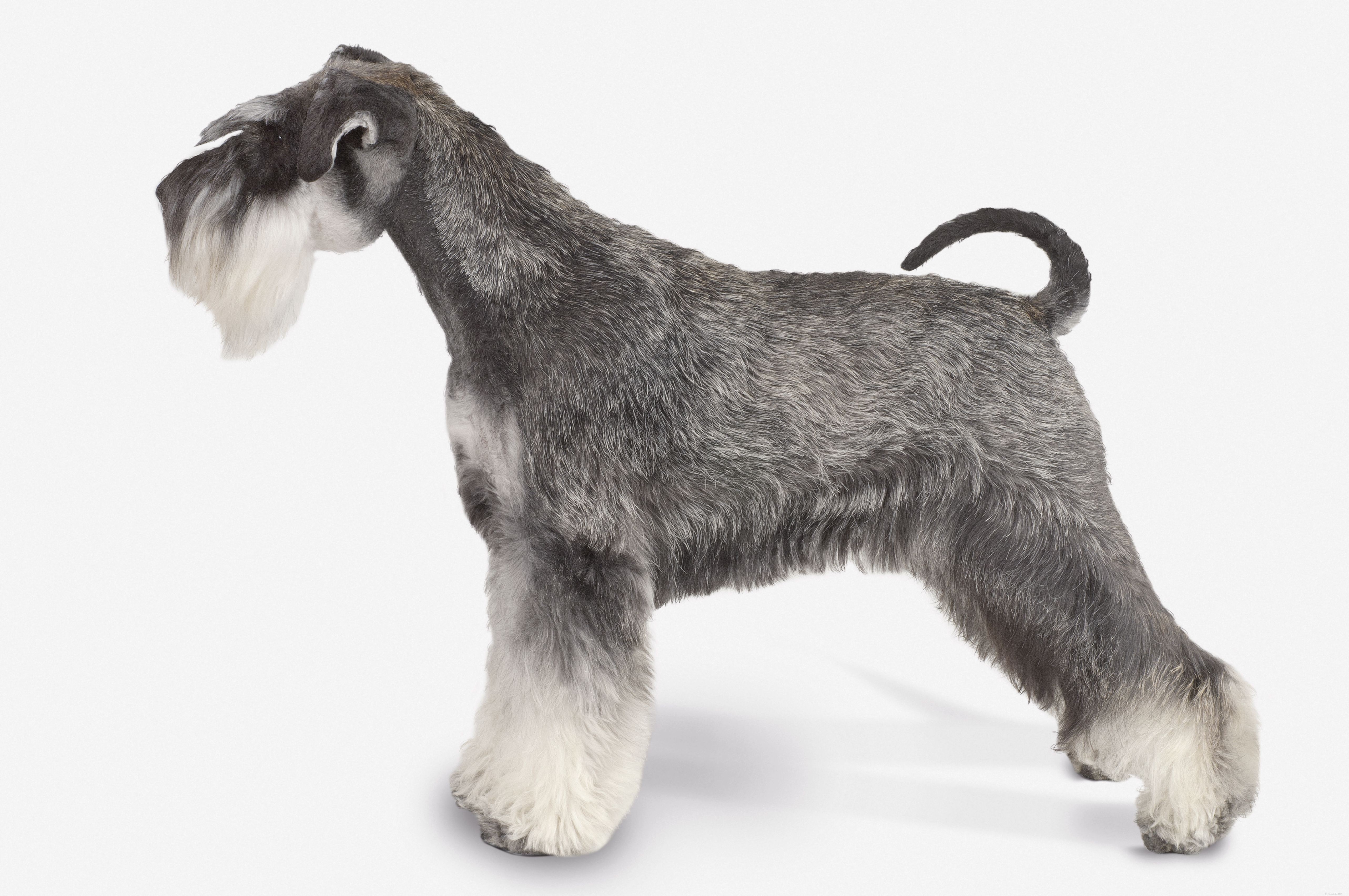 Miniature Schnauzer Guide: Traits, Care, and Training
