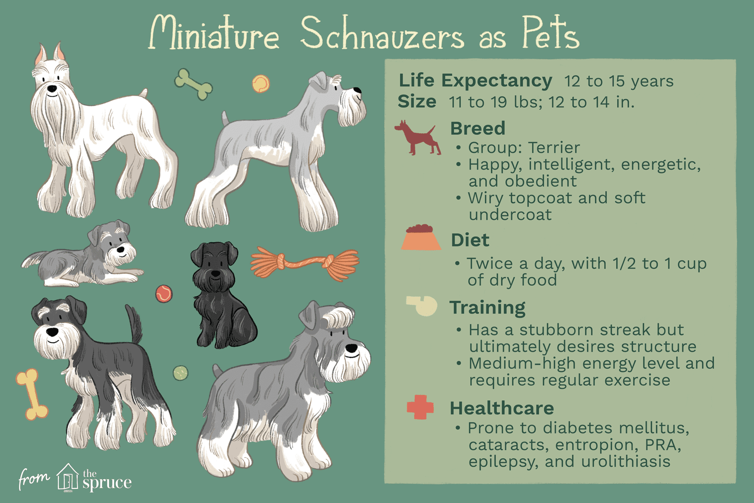 Miniature Schnauzer Guide: Traits, Care, and Training