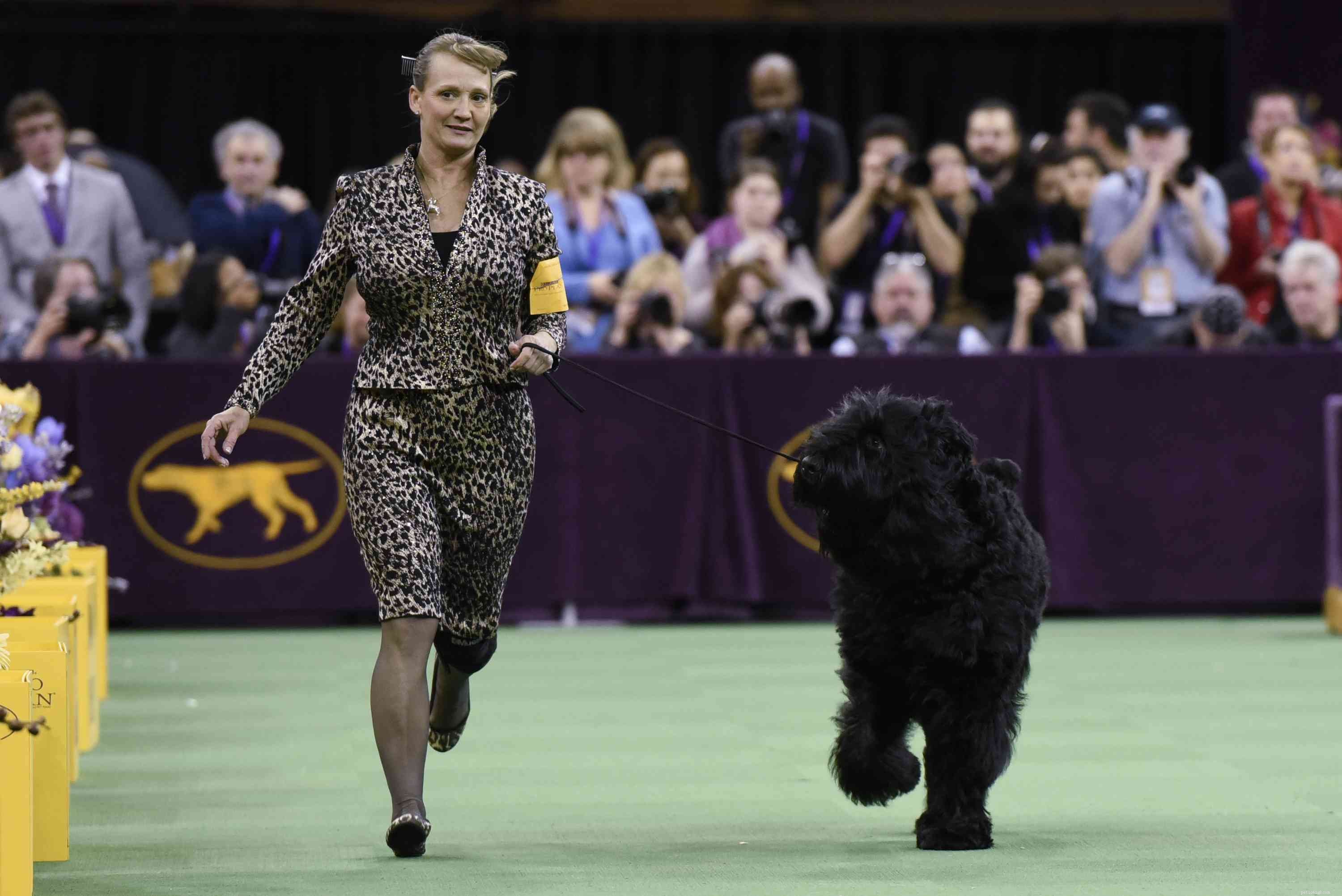 Black Russian Terrier: Characteristics, Care & Training Guide