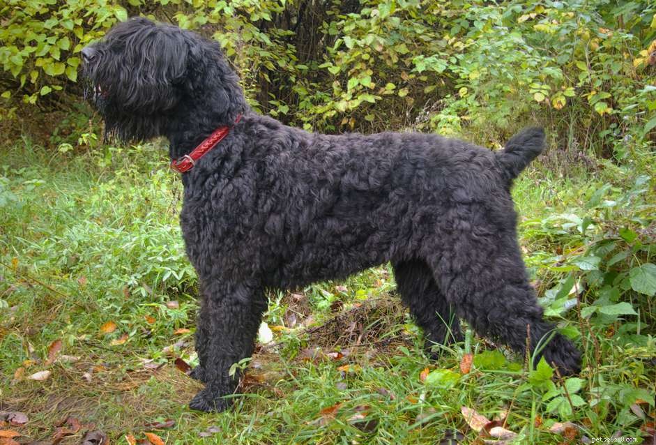 Black Russian Terrier: Characteristics, Care & Training Guide