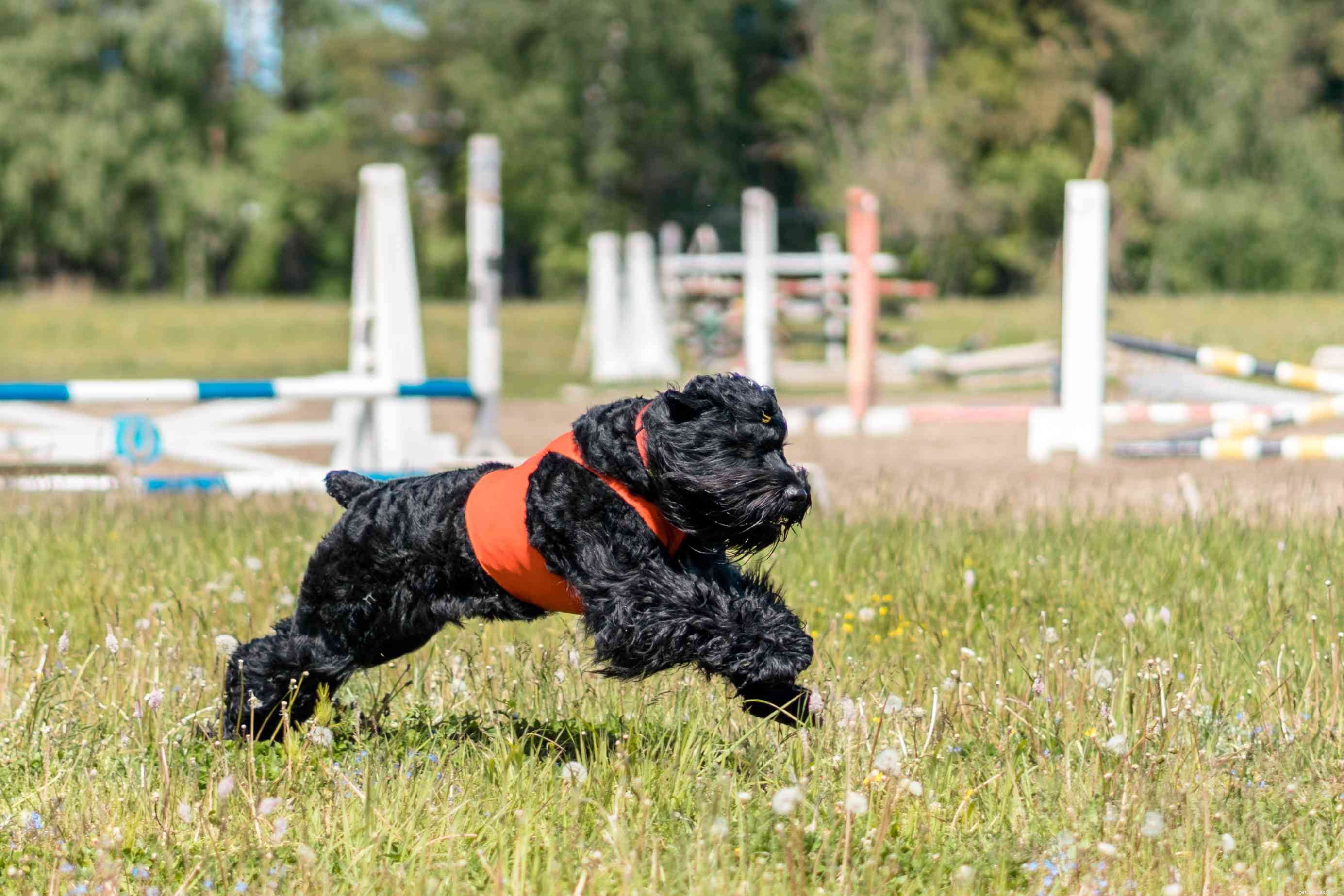 Black Russian Terrier: Characteristics, Care & Training Guide