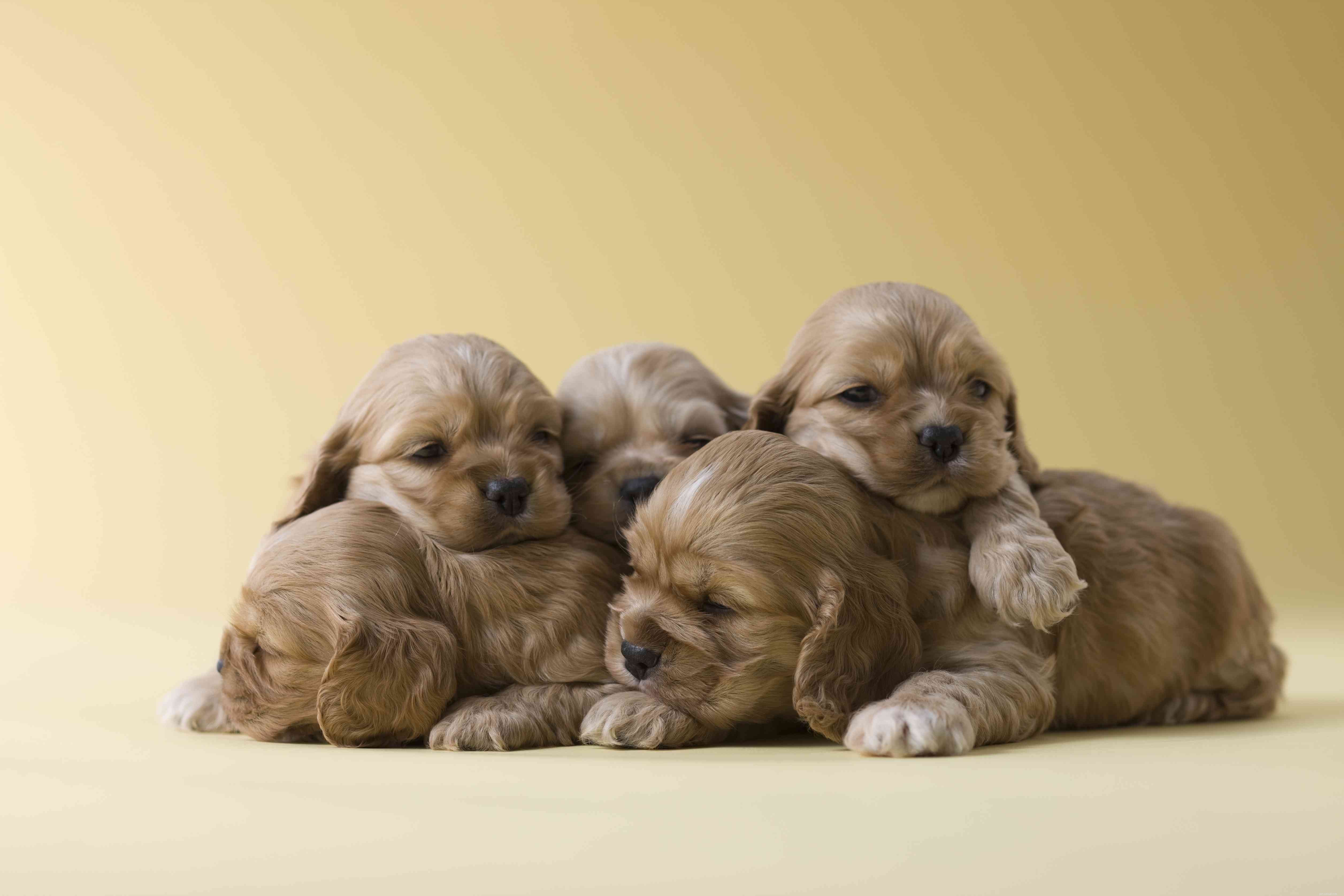 American Cocker Spaniel: Comprehensive Guide to Characteristics, Care & Training