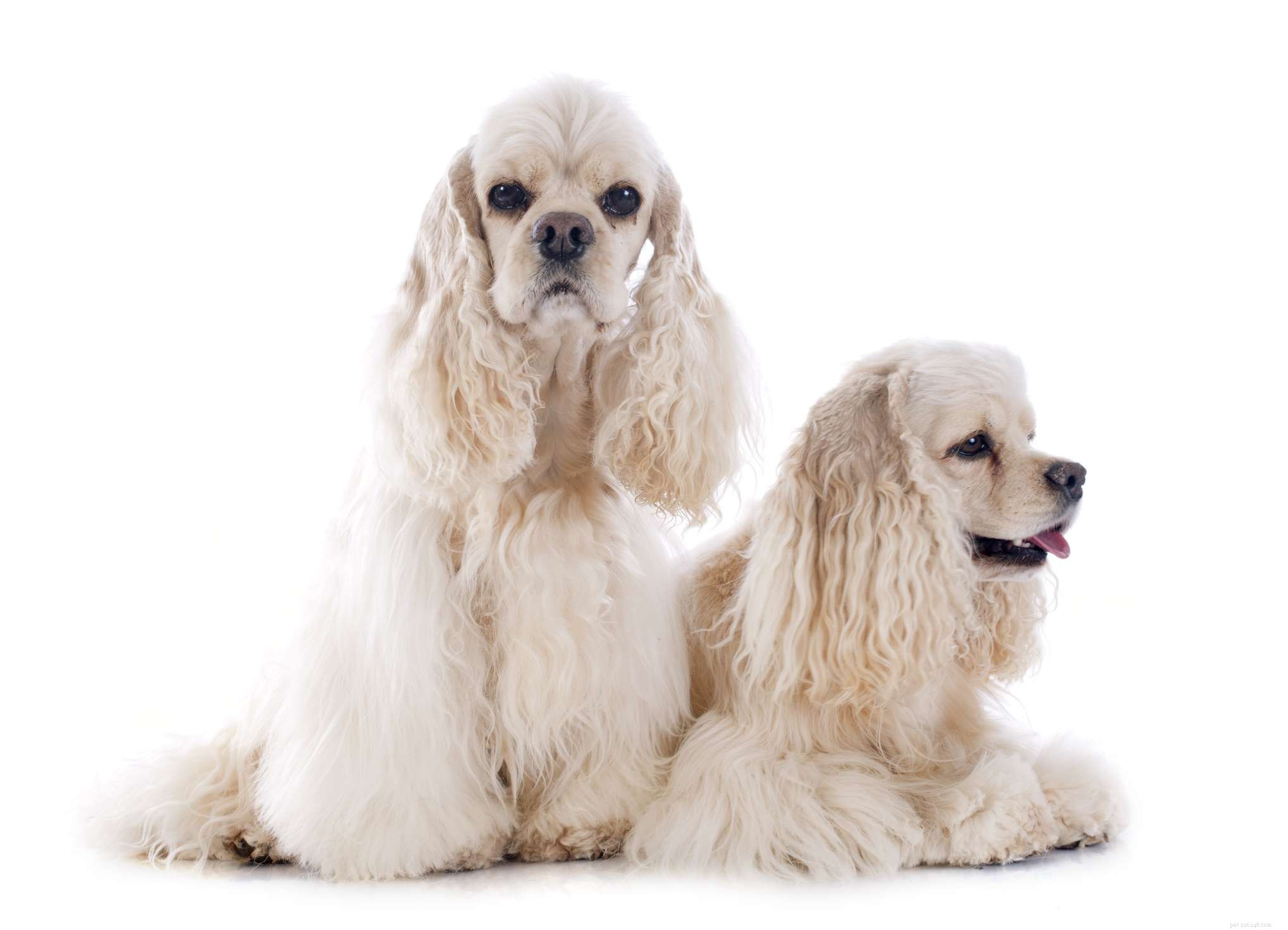 American Cocker Spaniel: Comprehensive Guide to Characteristics, Care & Training
