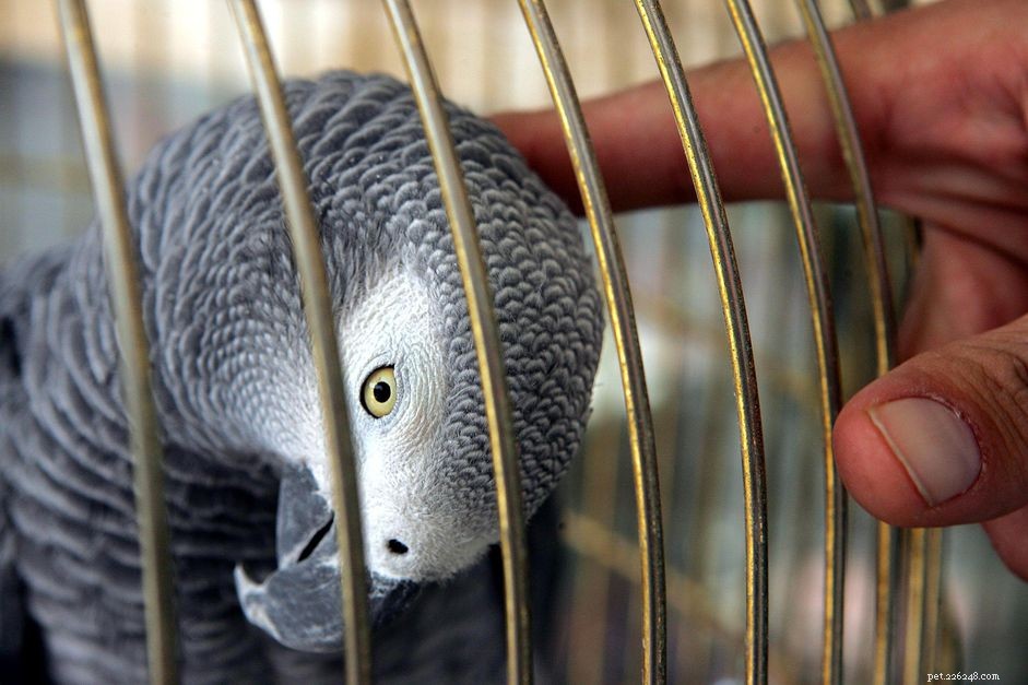 Common Bird Diseases: Early Detection & Treatment