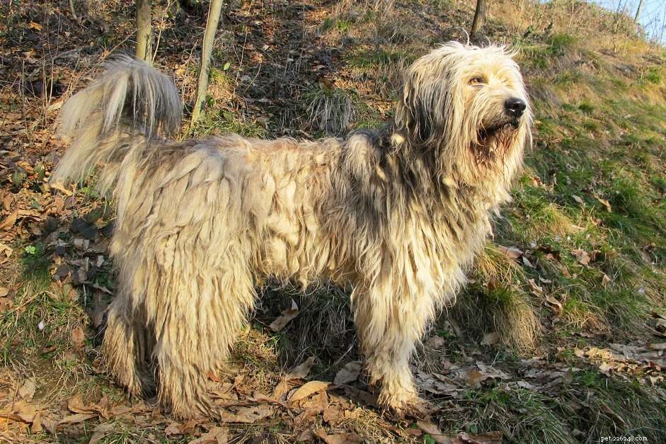 Bergamasco Sheepdog: Traits, Training, and Care Guide