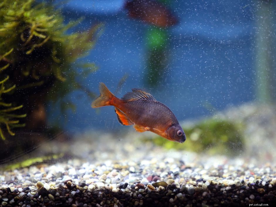 Can Massive Water Changes Kill Your Fish? A Clear Guide to Safe Tank Maintenance