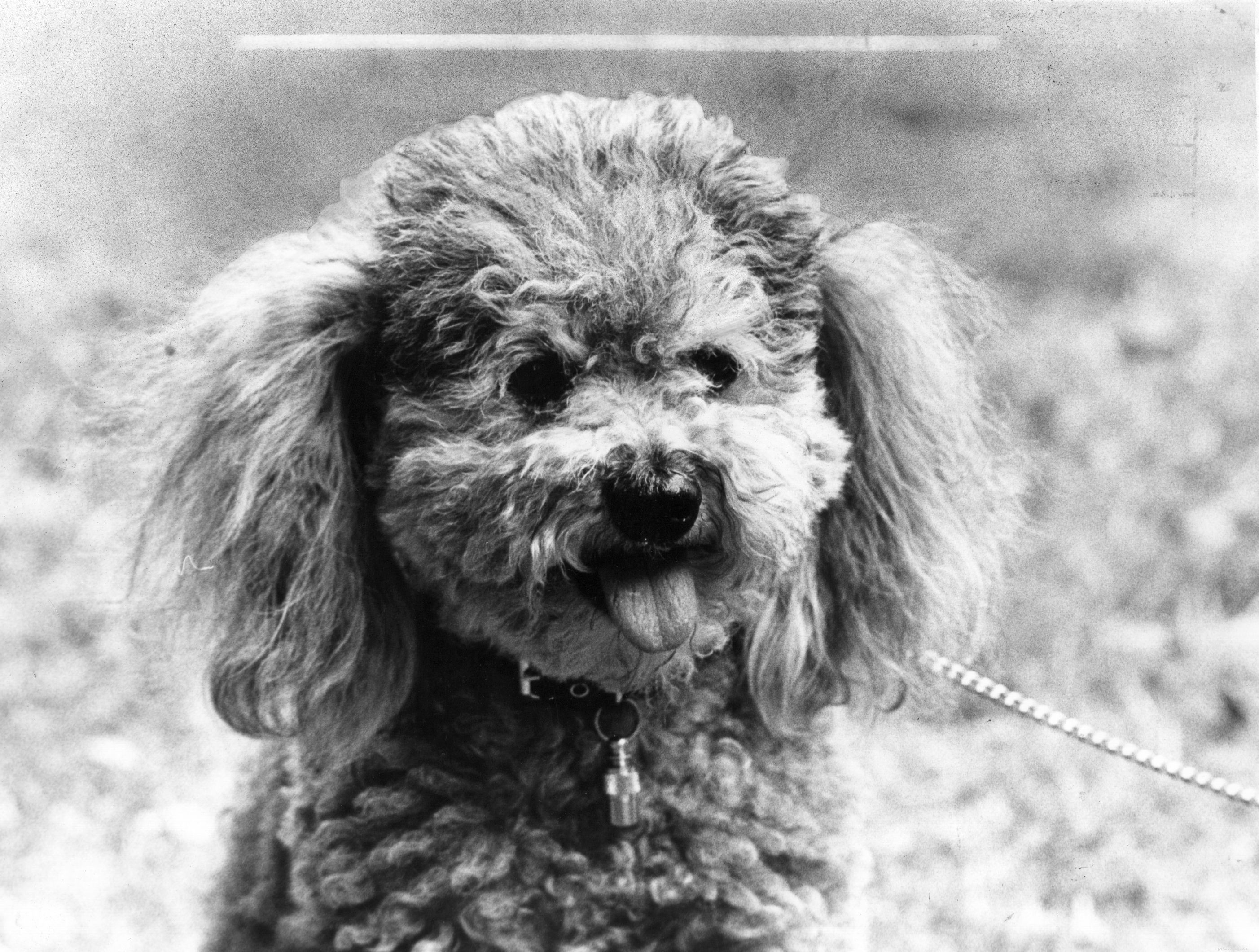 Poodle Breed Profile: Traits, Care & Training