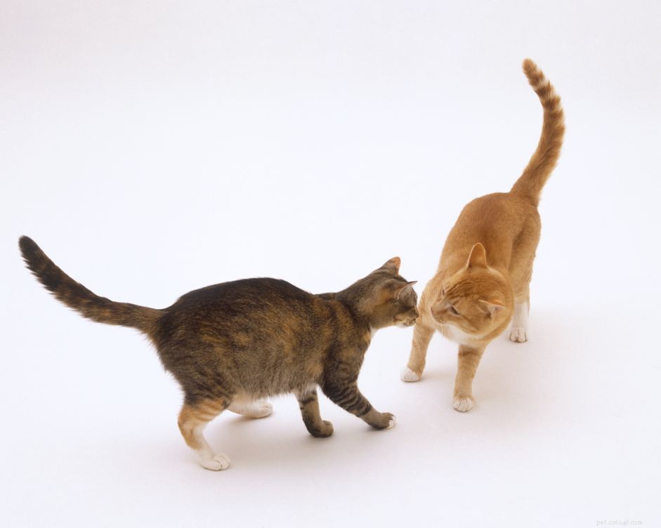 Do Cats Remain Sexually Active After Spay or Neuter? The Truth Explained