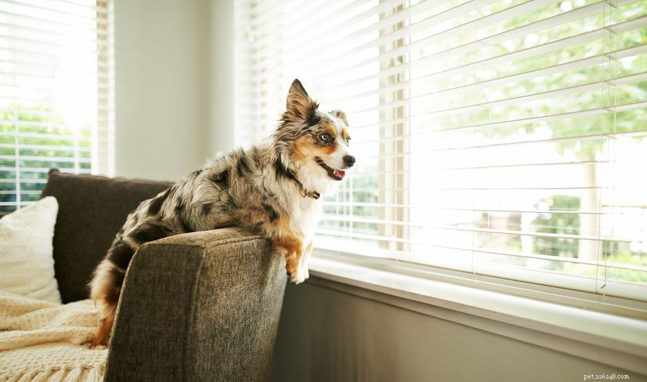Miniature American Shepherd: Traits, Care, and Training Guide