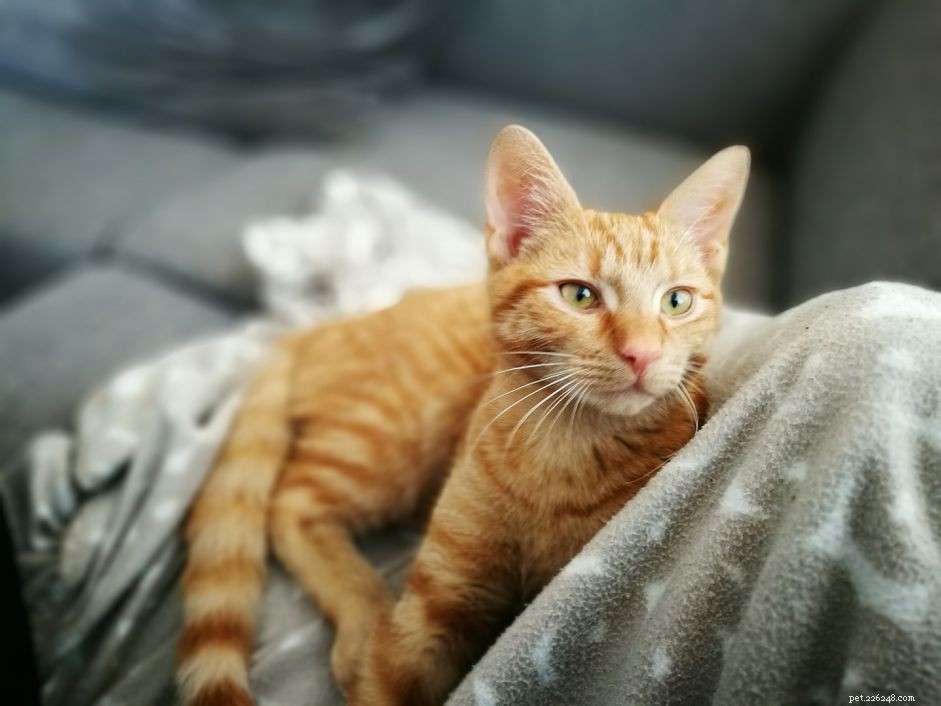 Understanding Cat Estrus: How Long a Female Cat Is in Heat