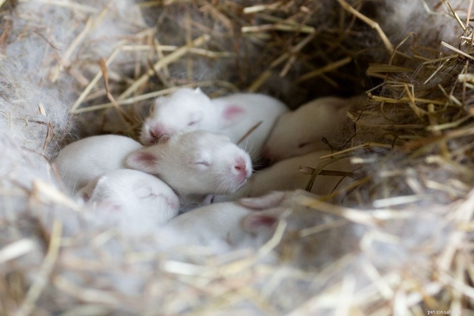 Understanding Rabbit Pregnancy: Signs, Care, and Prevention
