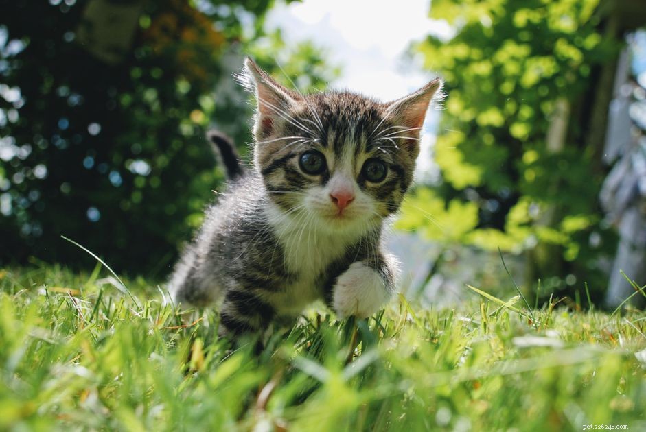 Kitten Growth Guide: 3‑6 Months Development, Care & Nutrition