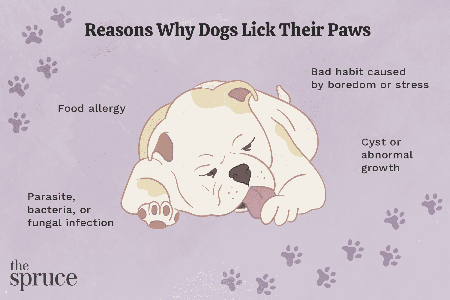 Understanding Why Your Dog Licks Its Paws: Causes & Solutions