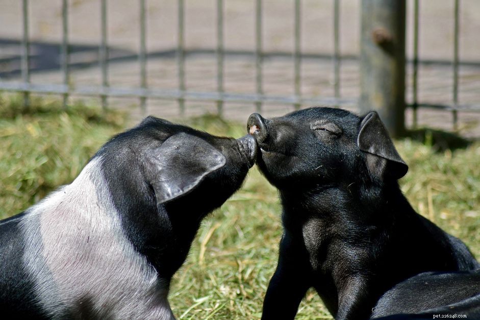 8 Essential Facts About Teacup Pigs You Must Know