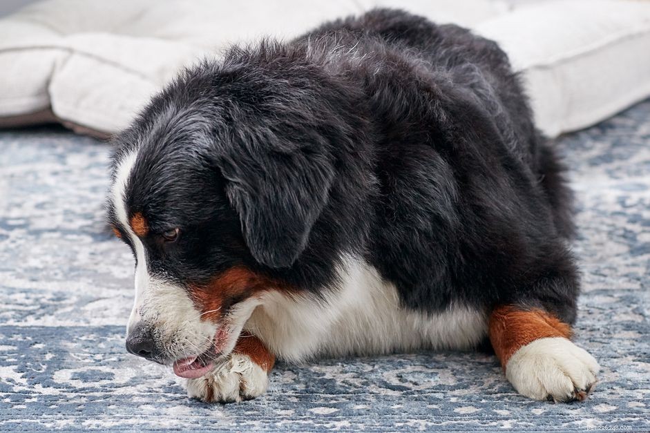 Understanding Why Your Dog Licks Its Paws: Causes & Solutions