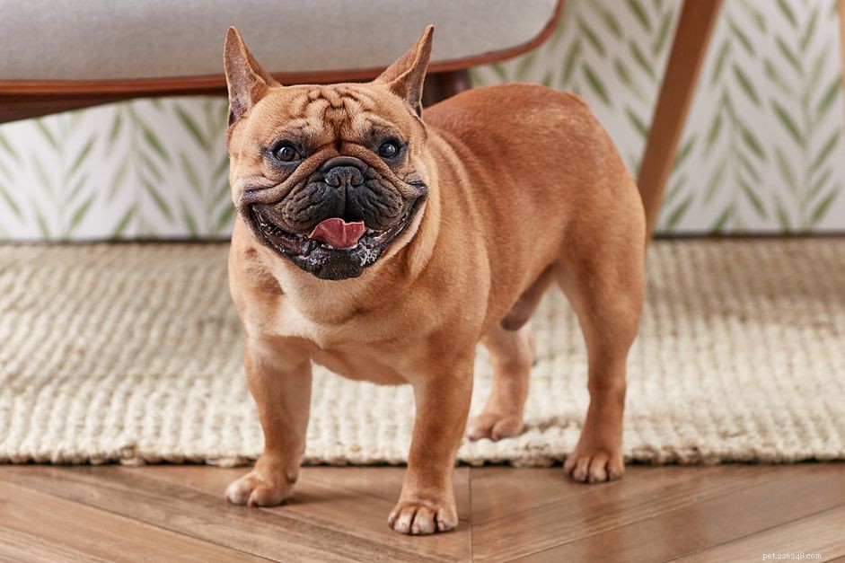 5 Common Reasons Dogs Pant (and How to Respond)