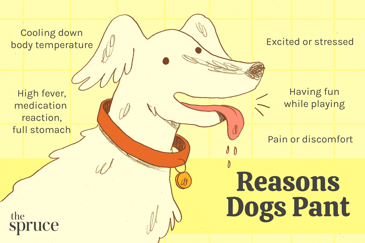 5 Common Reasons Dogs Pant (and How to Respond)