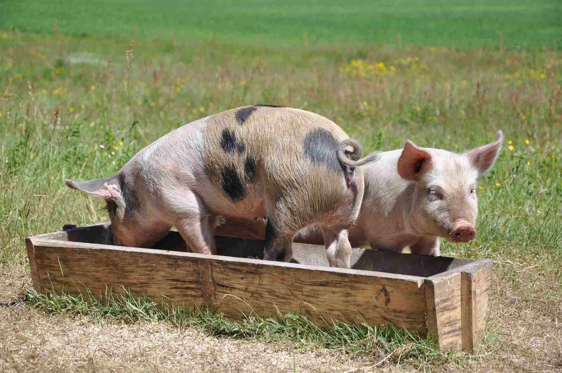 8 Essential Facts About Teacup Pigs You Must Know