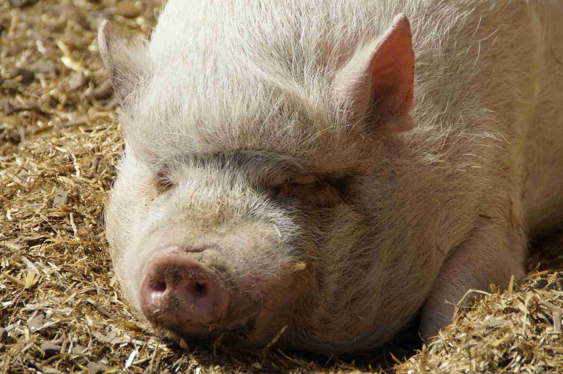 8 Essential Facts About Teacup Pigs You Must Know